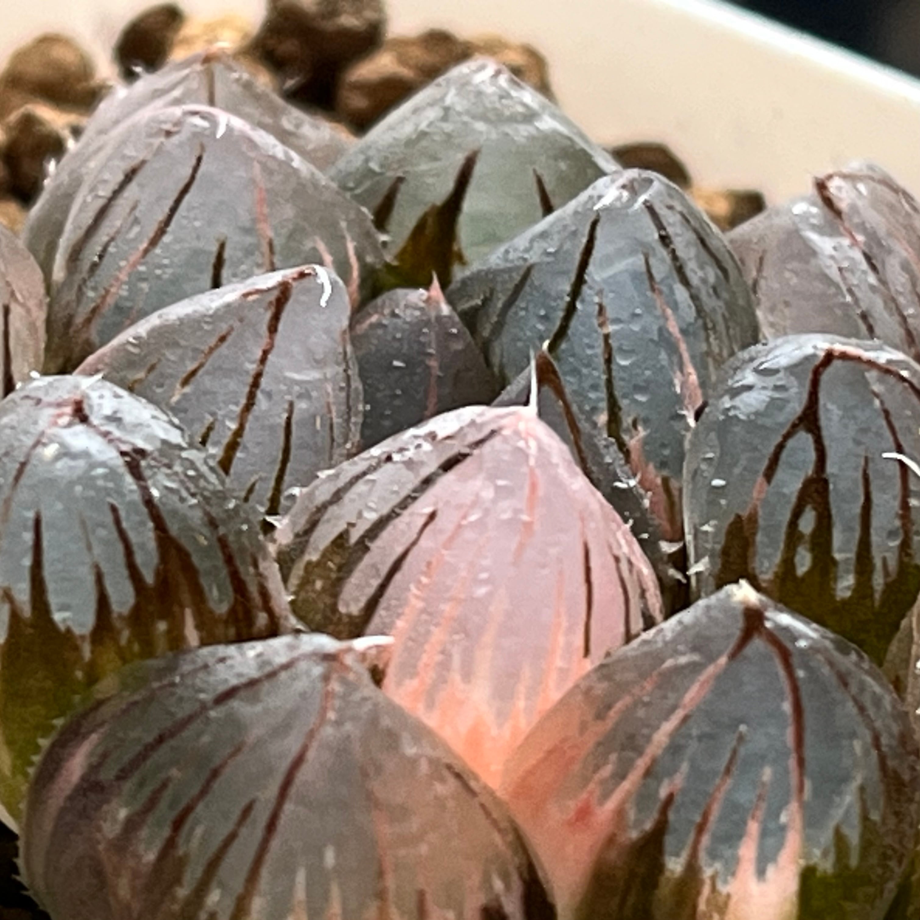 ハオルチア 紫王 オブツーサ錦 | mocono_plants