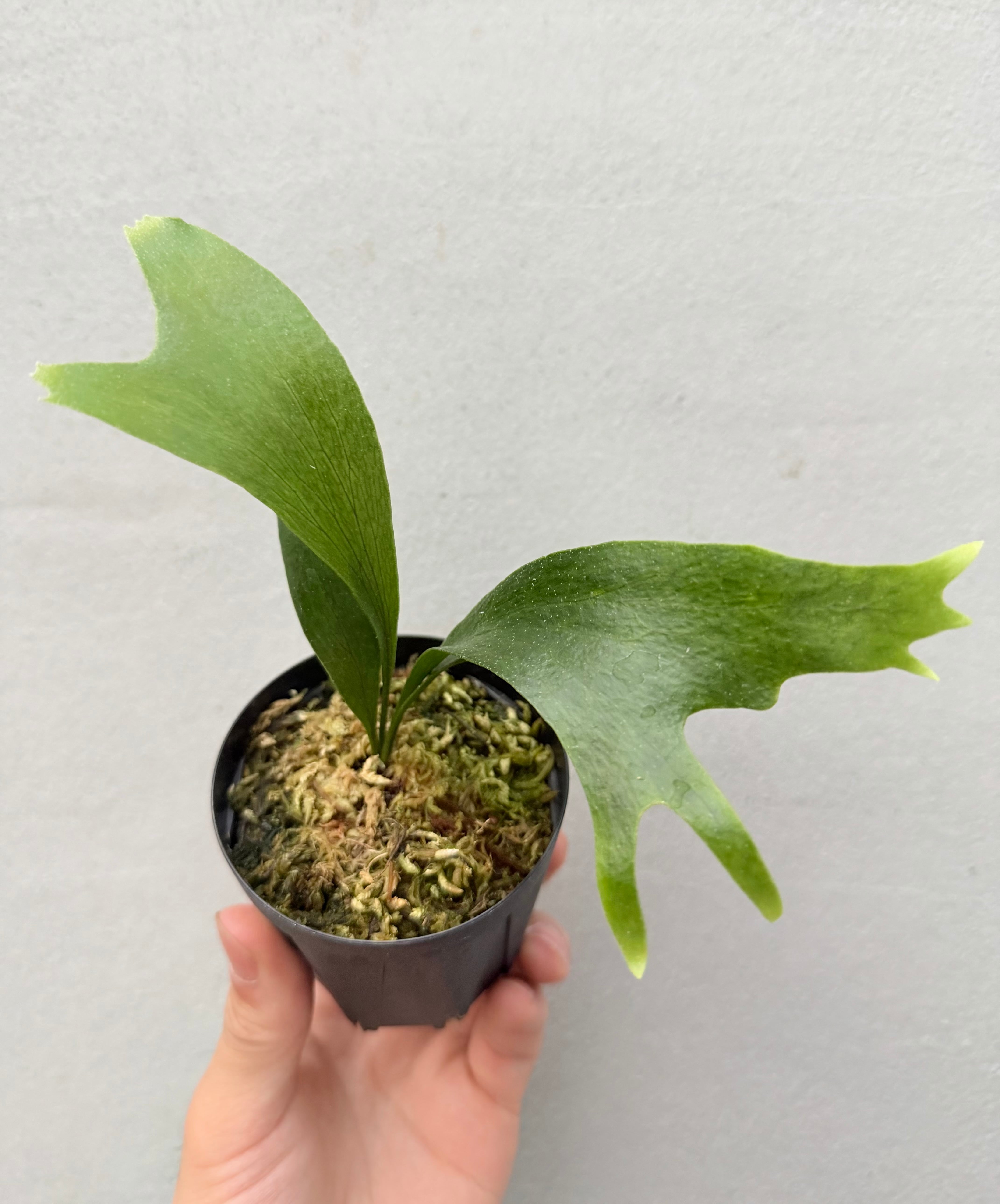 c) P. hillii 'Rod Pattison' (RP) spore grown ② ビカクシダ ヒリー