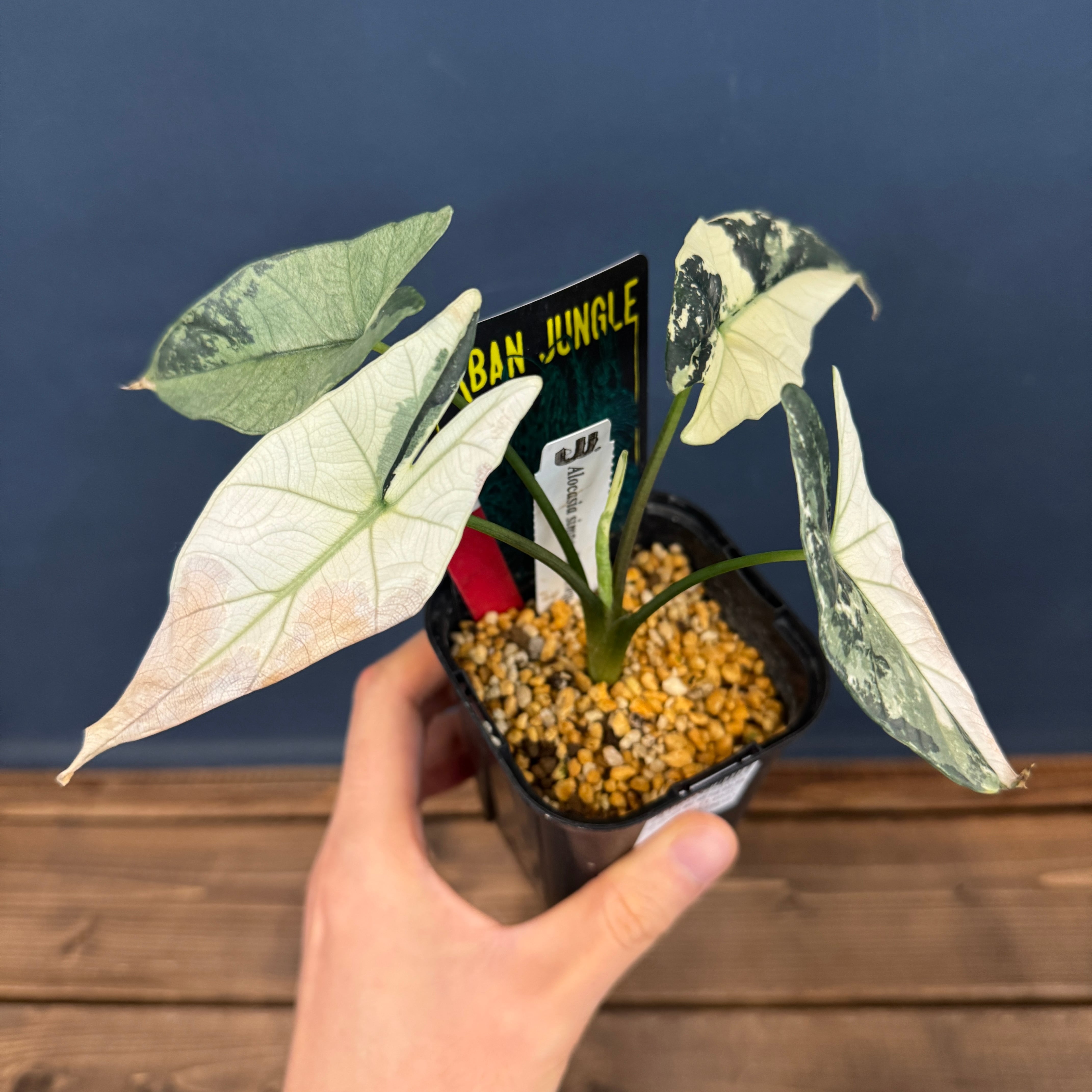 アロカシア シンポ アルボマルギナータ【248】 | PROTOLEAF プロトリーフ