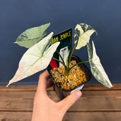 アロカシア　シンポ　アルボマルギナータ【248】