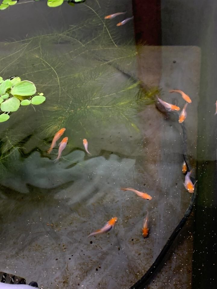 ☆心美めだか☆特別販売 プラチナ牡丹メダカ主親 3匹