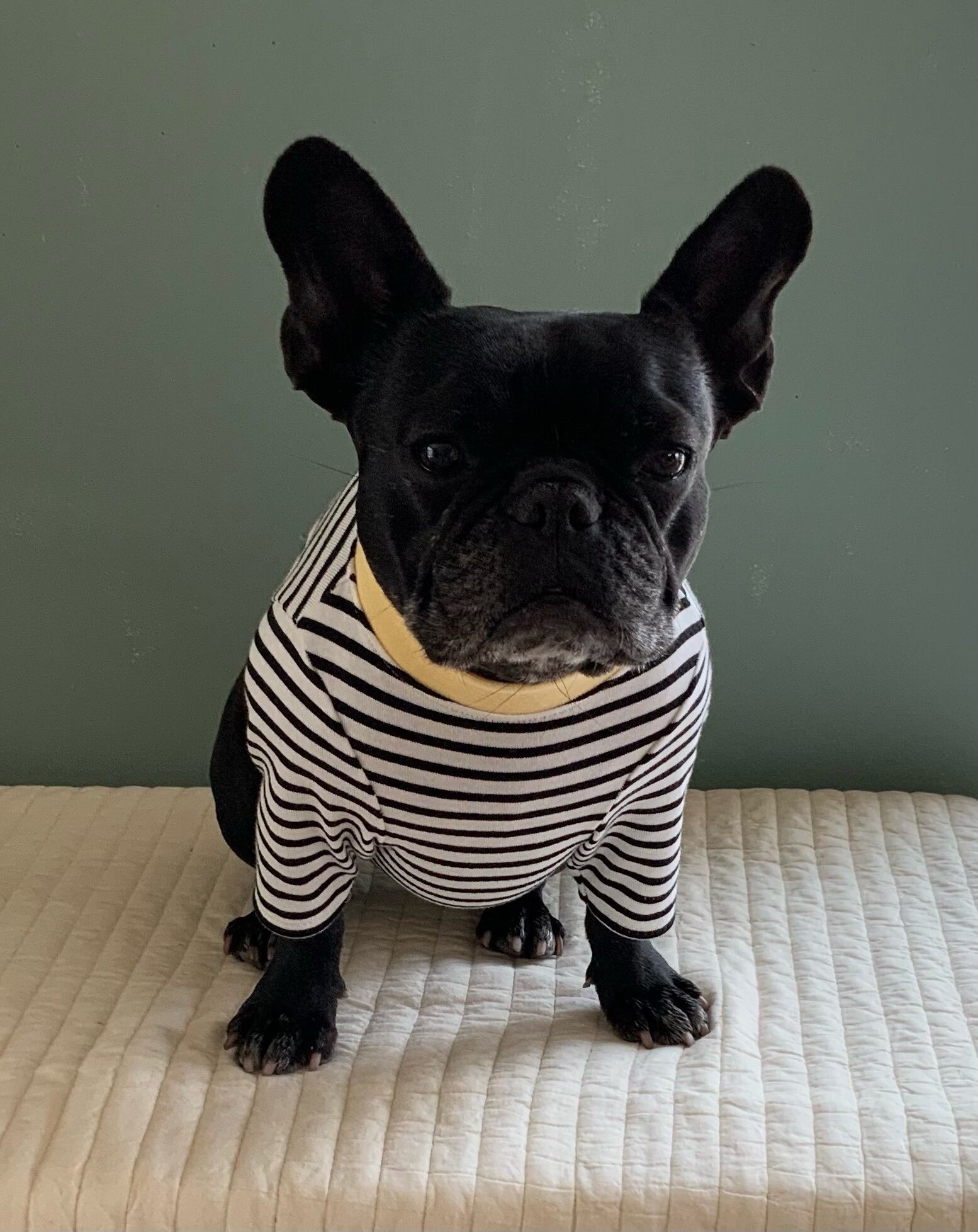 Dots hole border Black x Yellow | Bullson