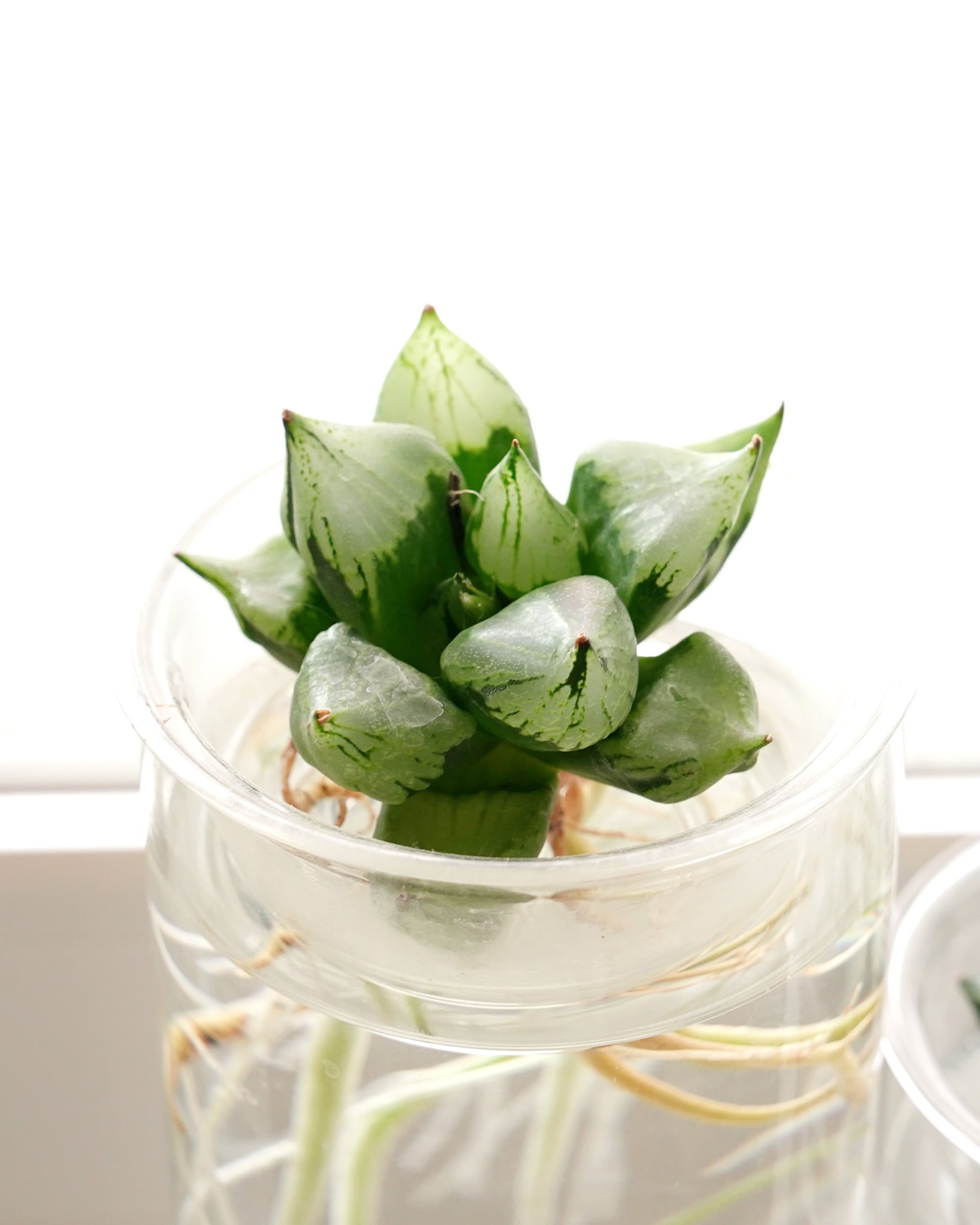 抜き苗 アエオニウム 魅金ローズ錦 Aeonium 'Charm Golden Rose