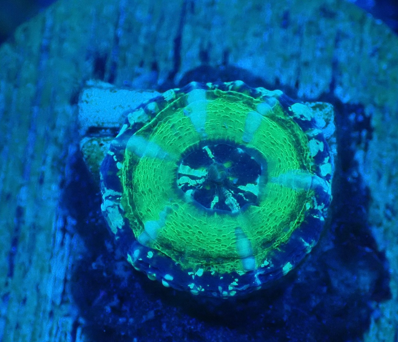【現地買付】ScolymiaBaby"UFO"  2