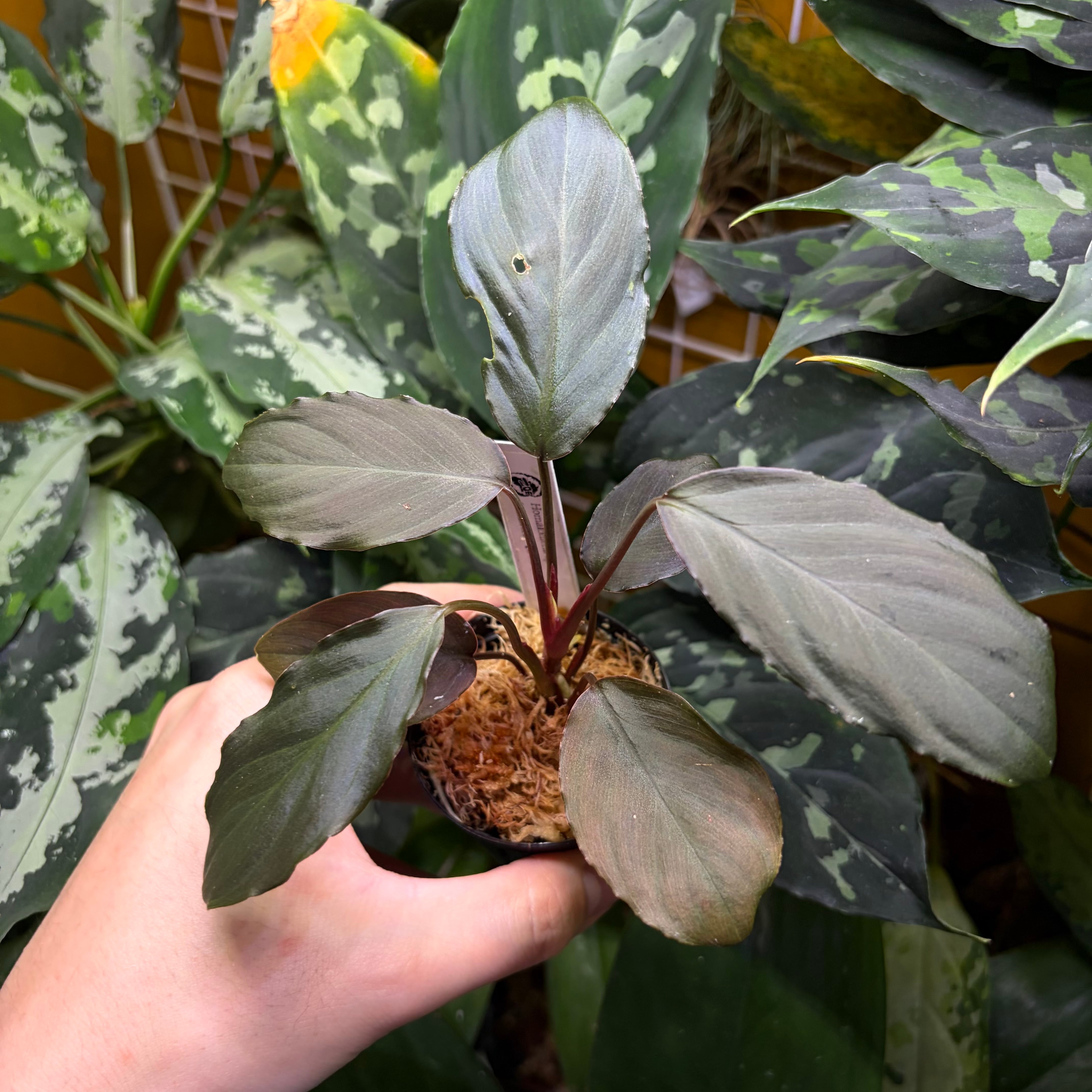 熱帯植物 Homalomena sp. Tapanuli 銀平襞-雫 Homalomena sp. 花緑青