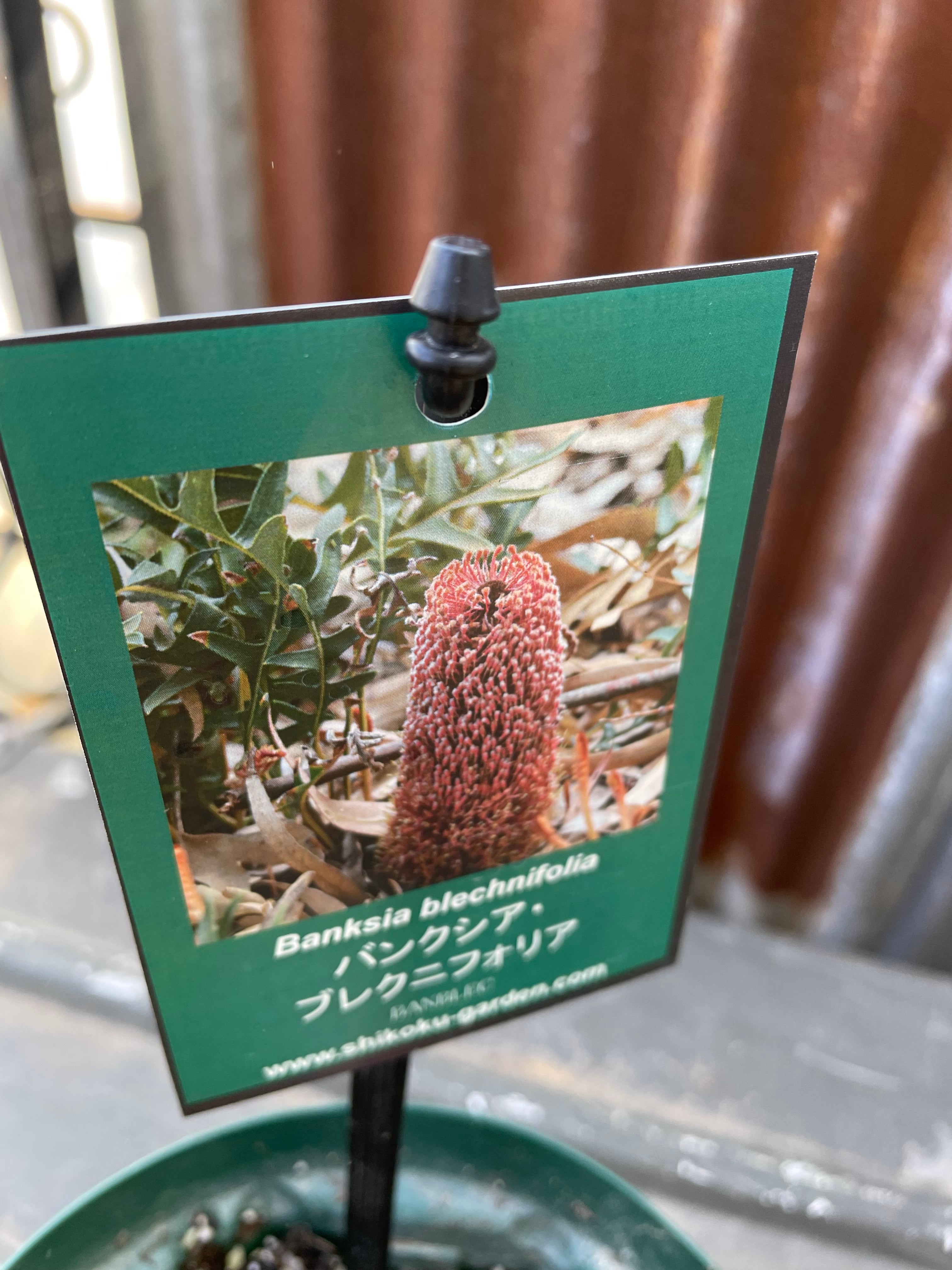 バンクシア ブレクニフォリア② | 沼ノ上農園