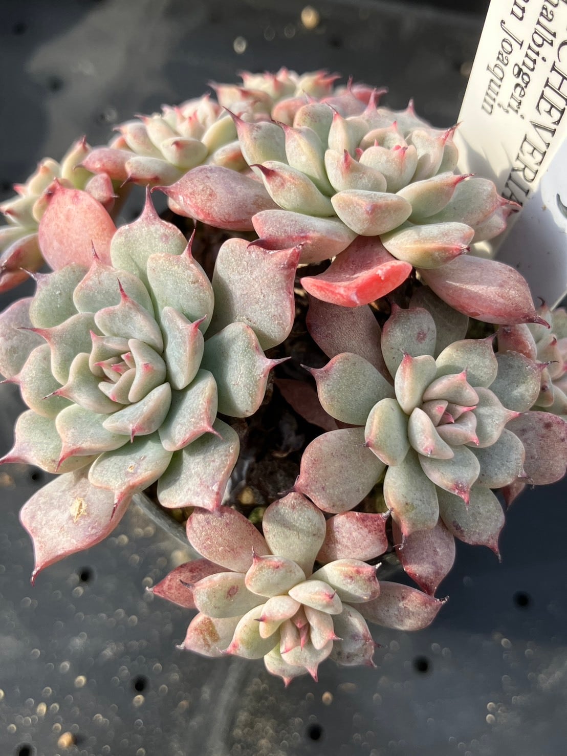 現物商品】霜椿 2.5号サイズ | 多肉植物研究所