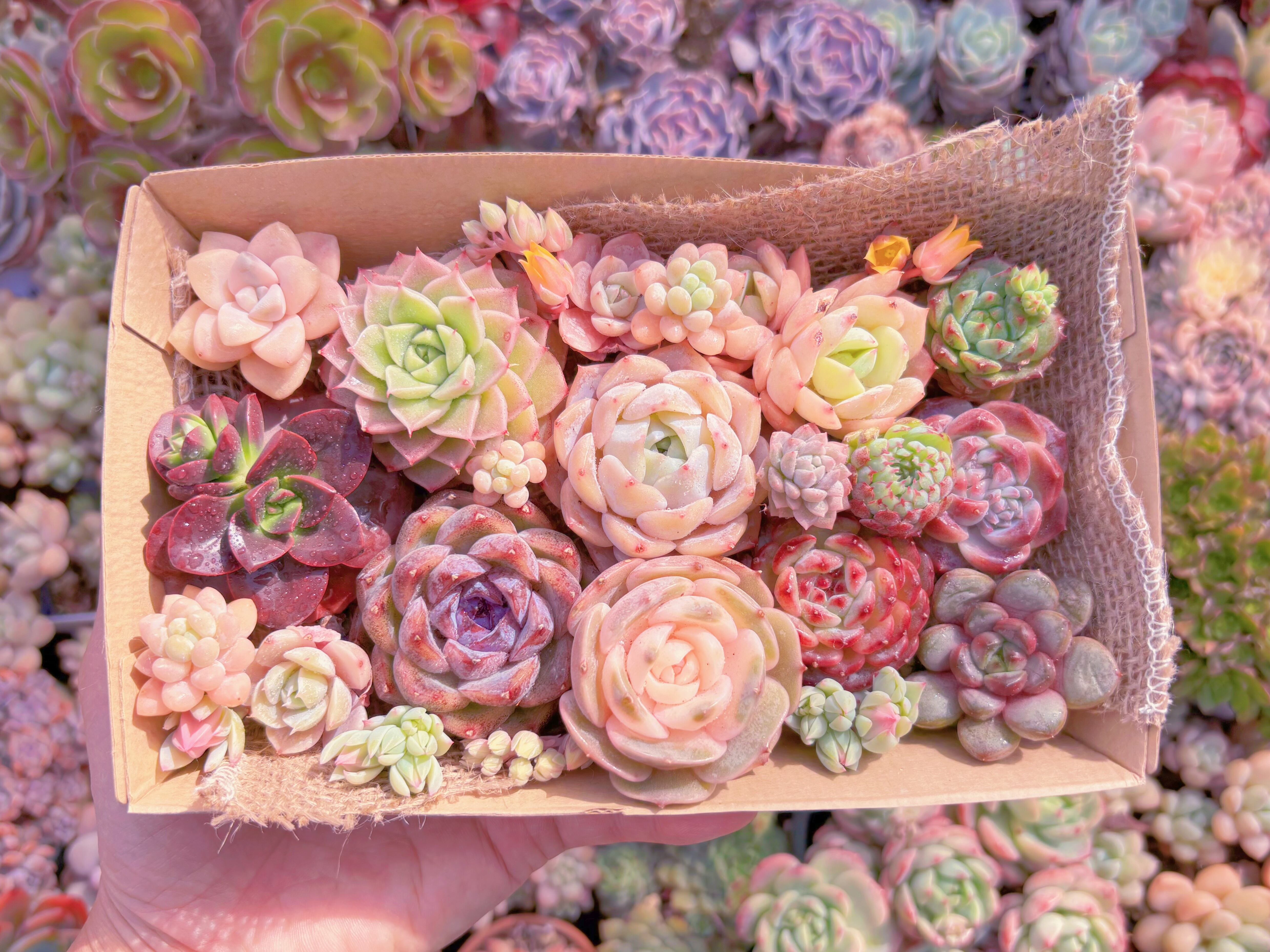 現品　寄せ植えセット#886　12cmx20cm　るる農園