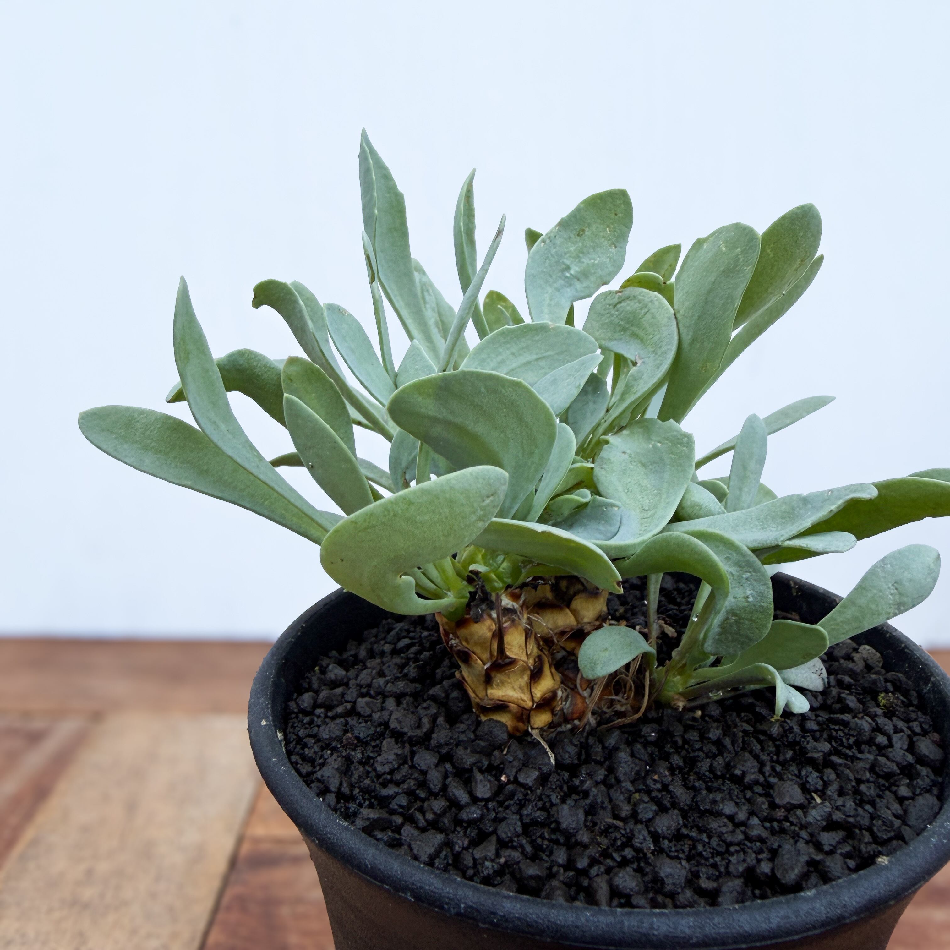 Othonna lepidocaulis【オトンナ・レピドカウリス】 | RIMO'S GREEN