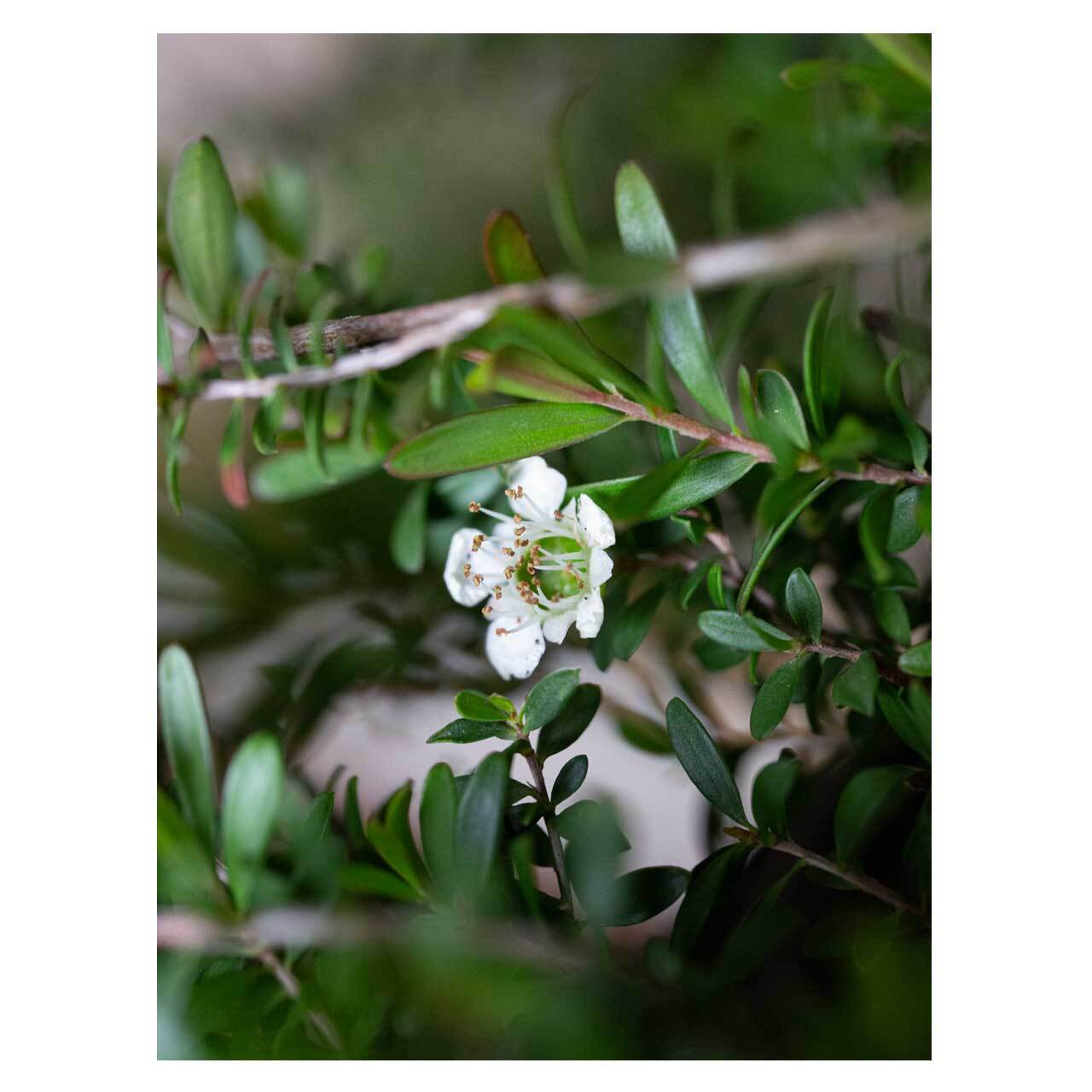 Leptospermum polygalifolium 'Vertical Drop' | Seeding
