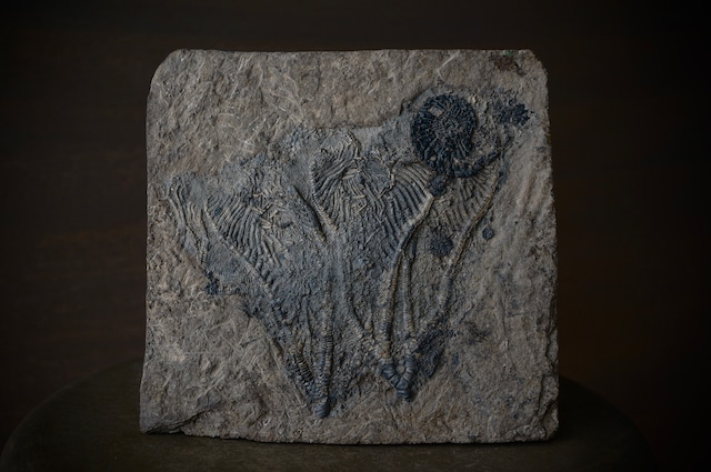 モロッコ産ウニ化石 Psephechinus daguini 1606
