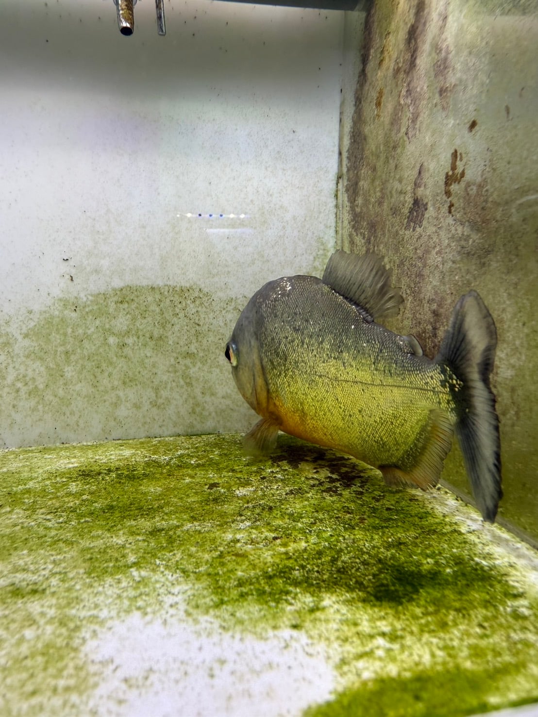 ピラニアナッテリー | THE AQUARIUM ISE