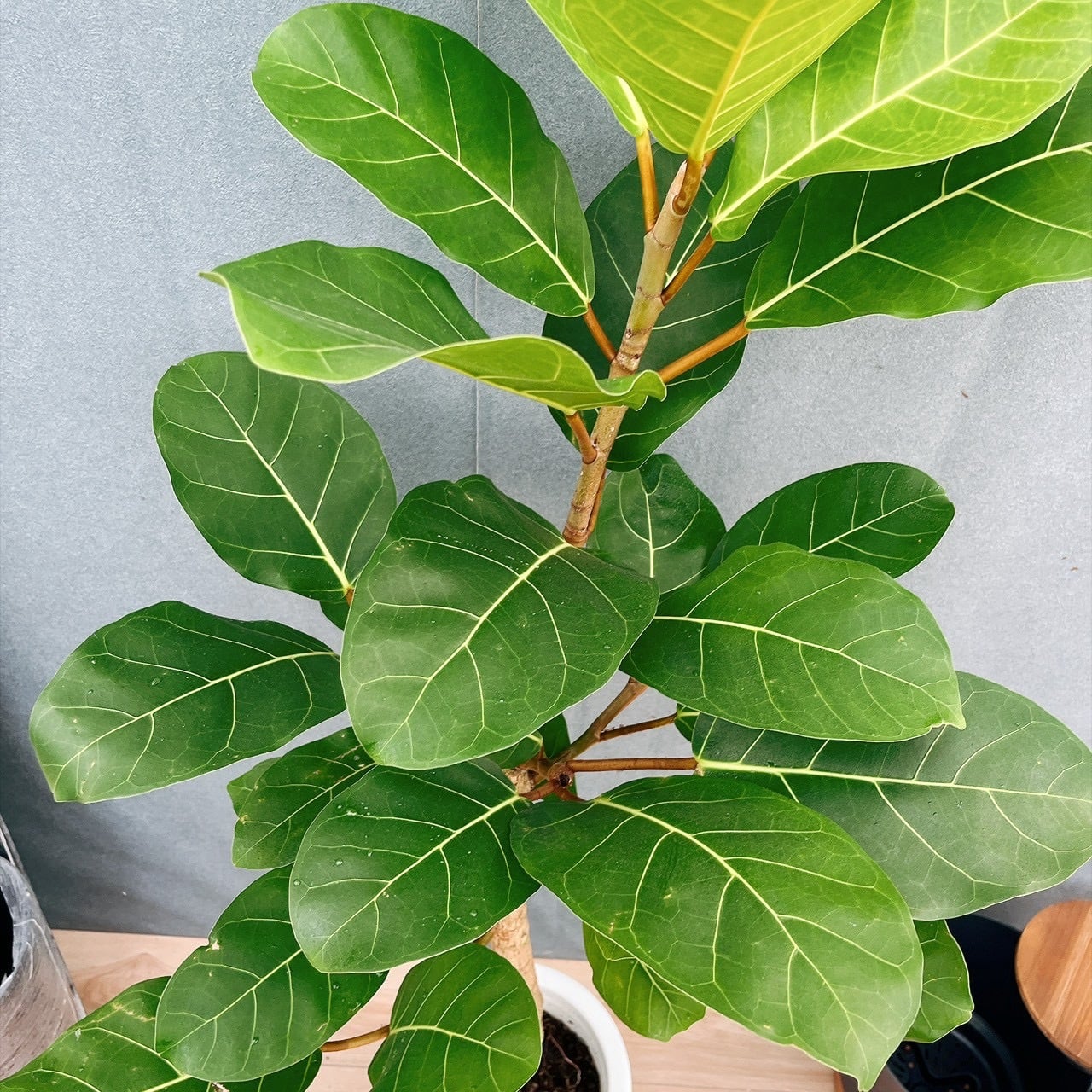 現品　フィカス　ゴムの木　アフリカンプリンス　曲り　観葉植物　インテリアグリーン 現品］【希少】5番 フィカス アフリカンプリンス 8号 観葉植物 室内