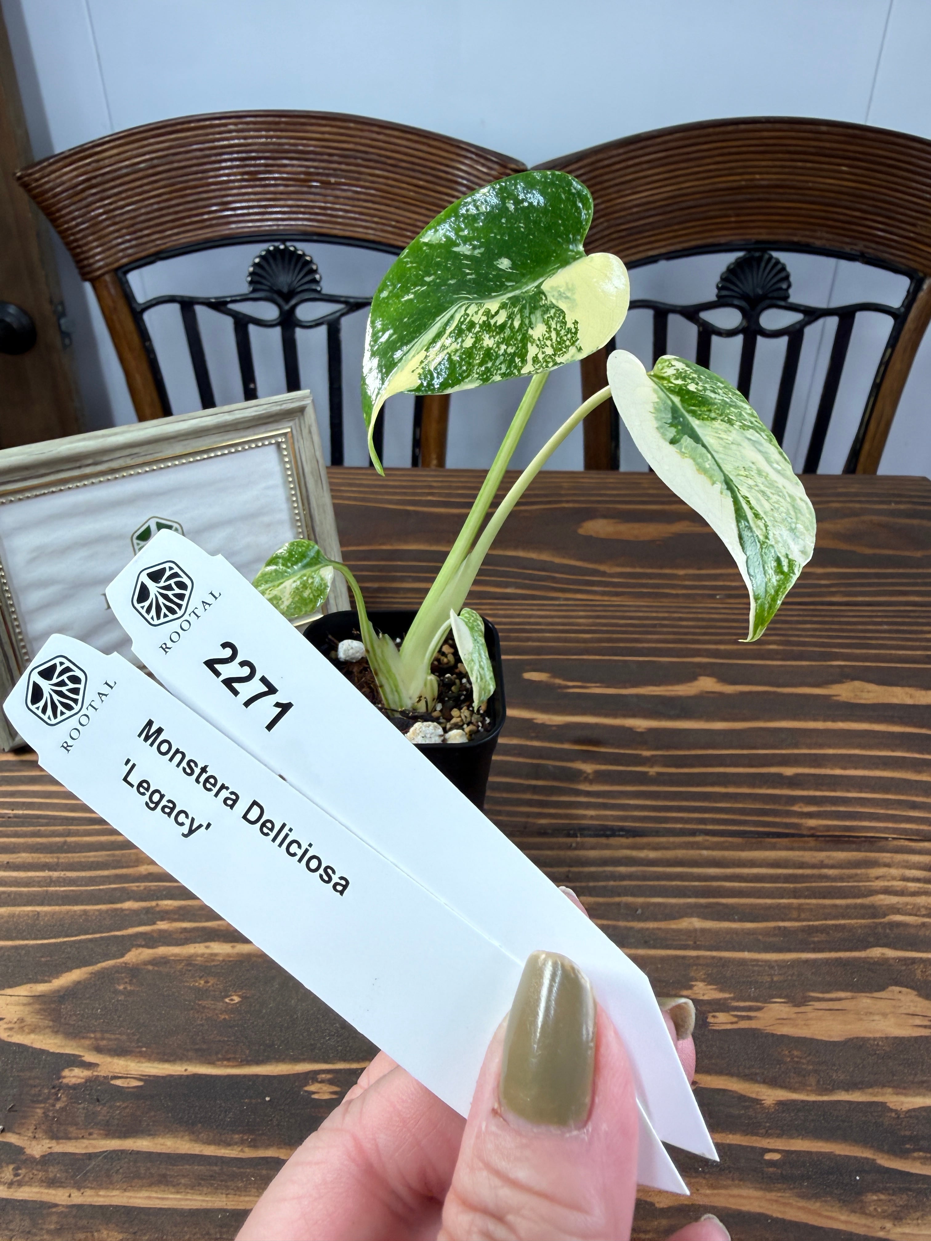 モンステラ | ROOTALPLANTS