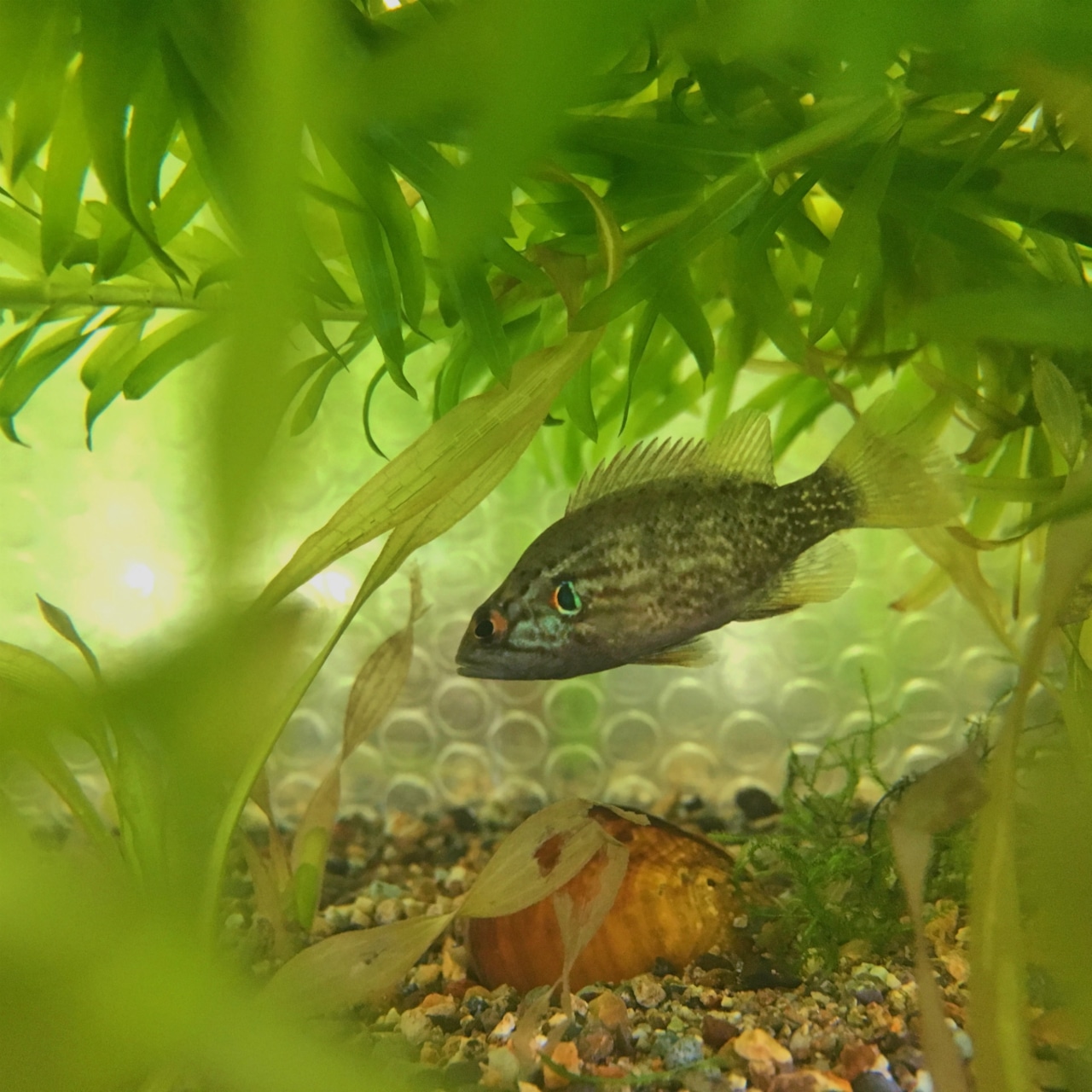 (淡水魚)大きめ オヤニラミ 5~8cm±(1匹)【生体】
