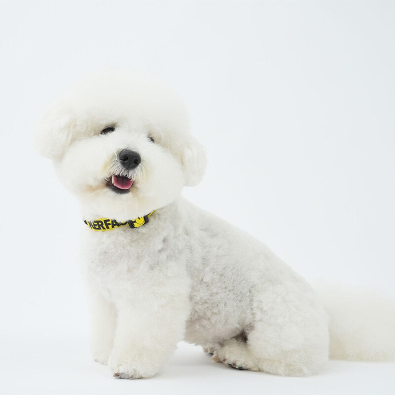 【PUPPYGALLERY公式】ポーカーフェイス・レトロフラワー首輪　M