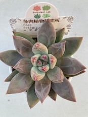 【現物商品】トリマネンシス x 中里リンゼアナ