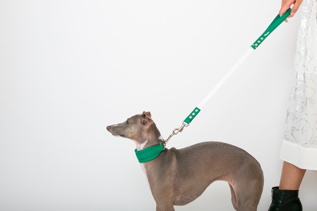 Pippinoショートリード　green / イタグレ服