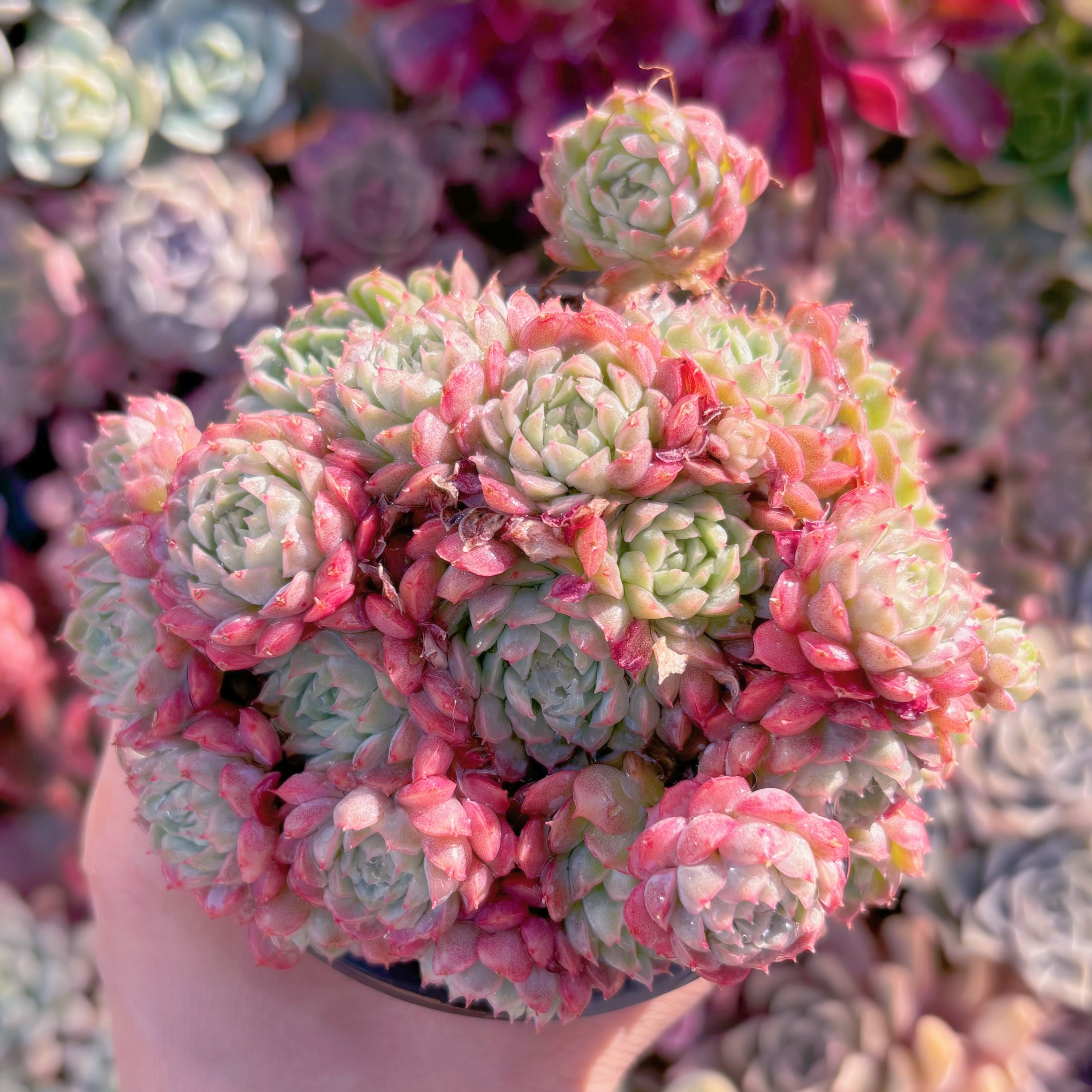 現品　ハチミツボール#594　群生　新入荷　るる農園