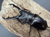 【WD】《 ギラファノコギリ亜種ボロブドゥール 89mm ペア》