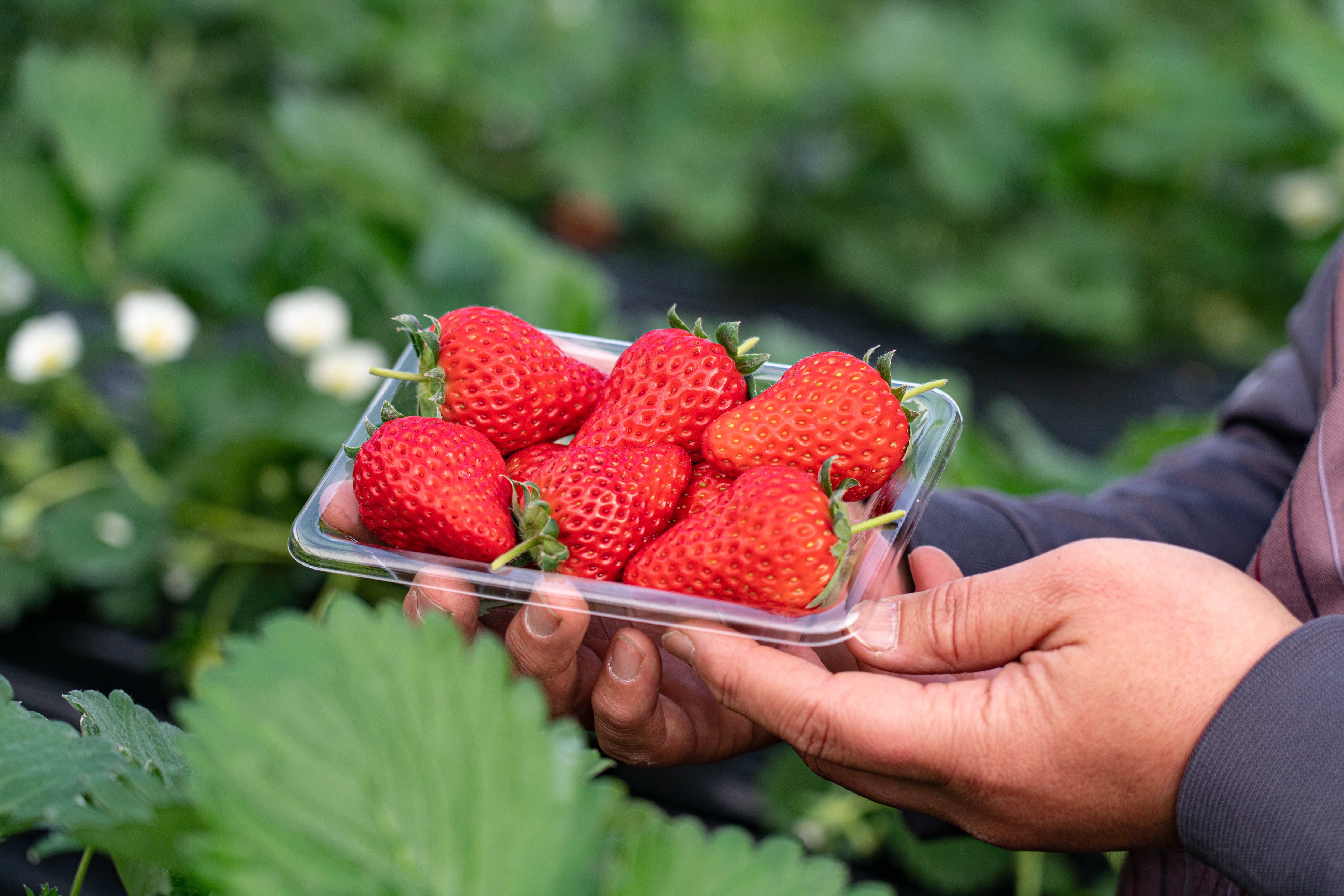 くぼいちご農園
