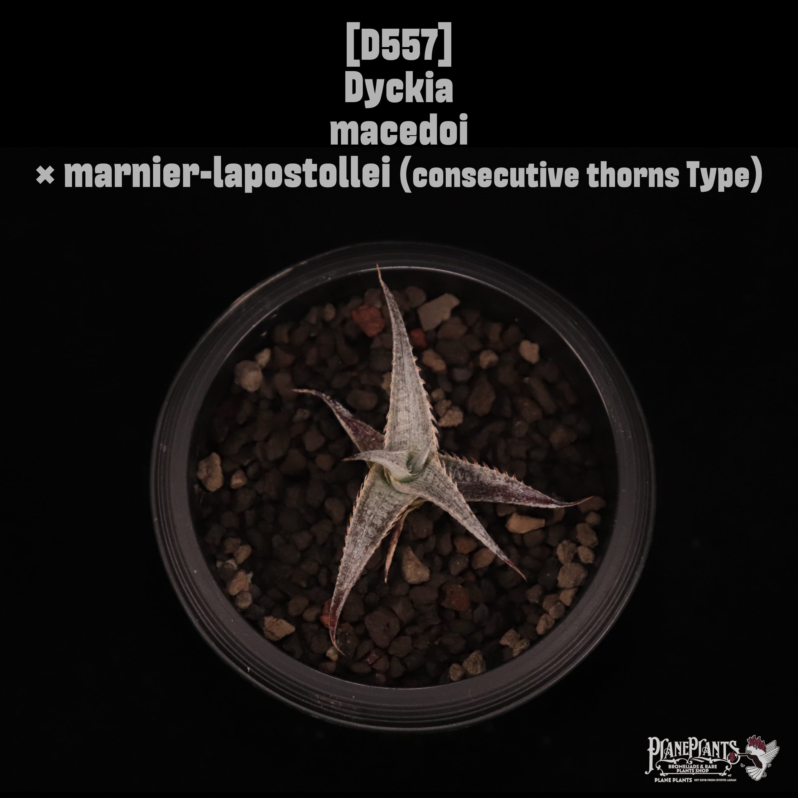 Dyckia | plane plants