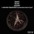 【送料無料】Dyckia macedoi × marnier-lapostollei(連棘タイプ)〔ディッキア〕現品発送D557