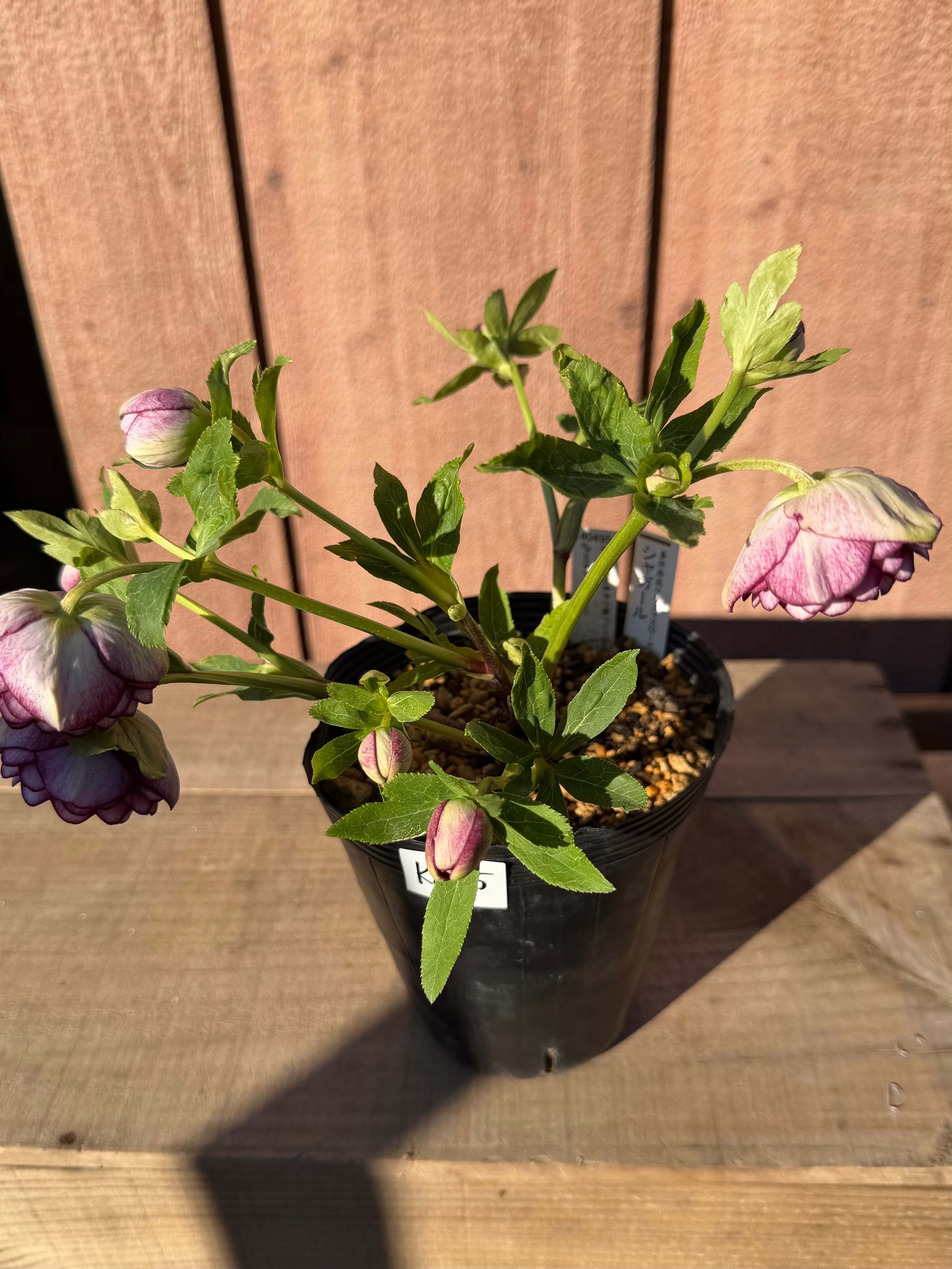 シャガール リバーシブル多花性 加藤農園 クリスマスローズ【ka45