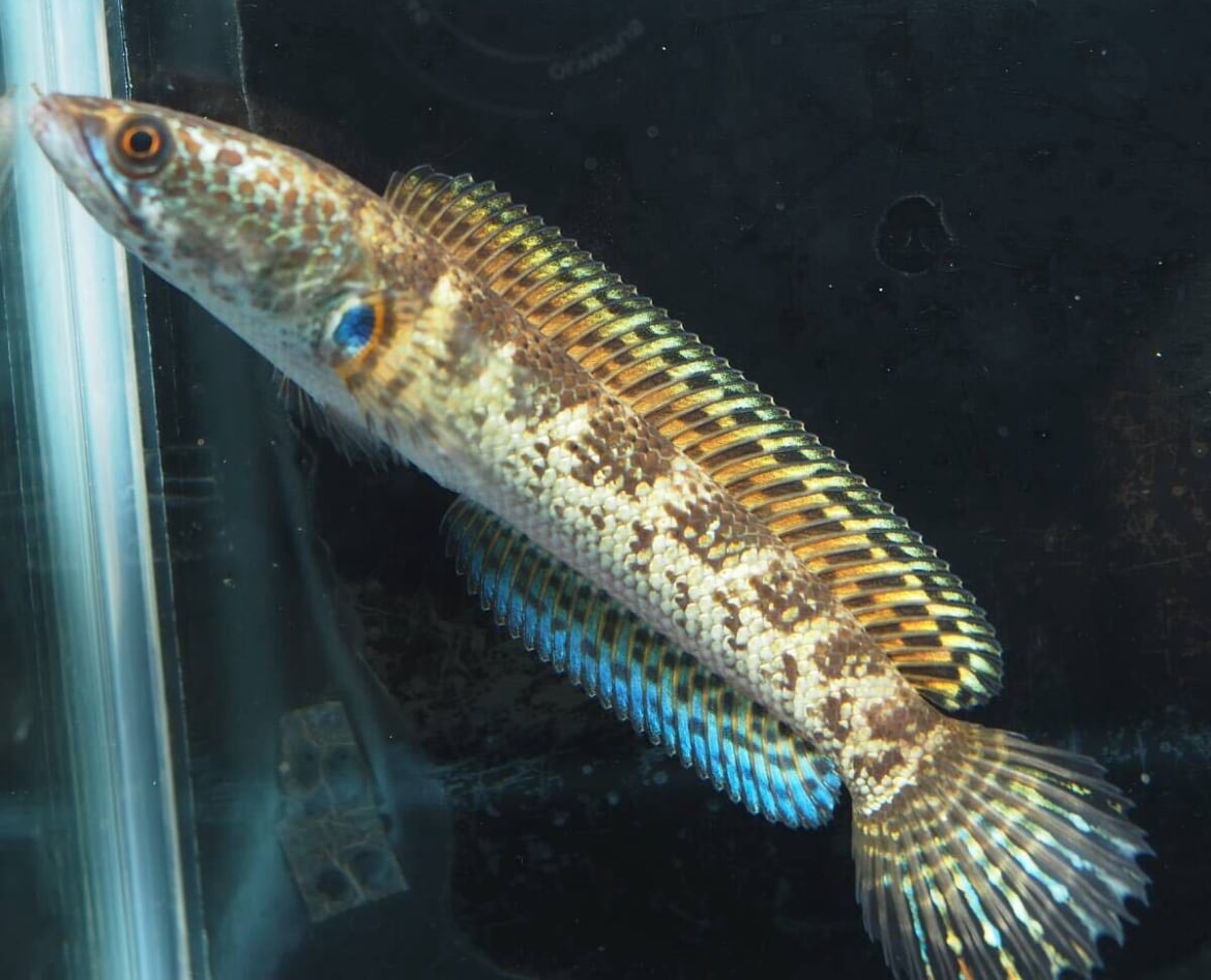 バイオレットスネークヘッド Channa aurantimaculata / JFEM