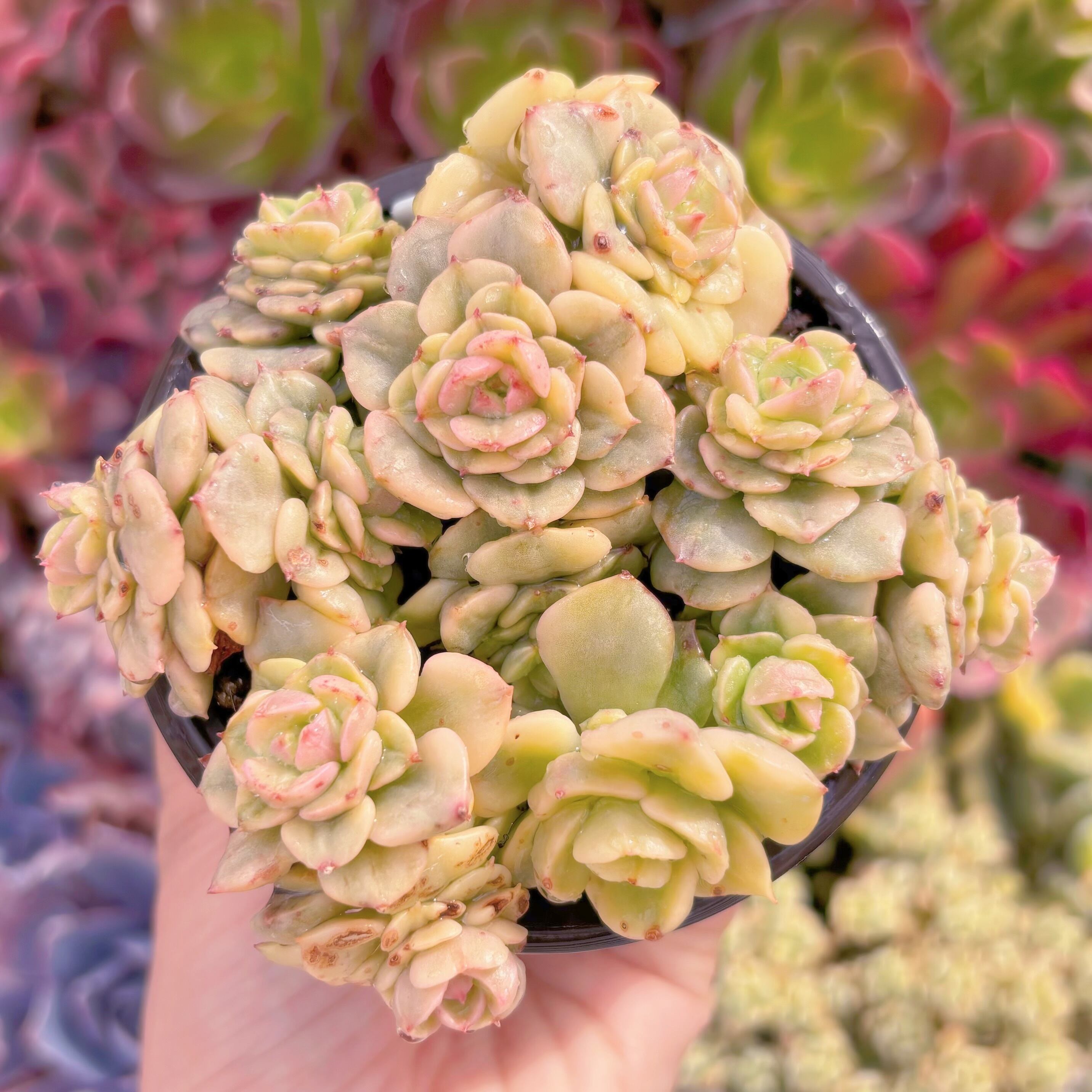 現品　ヌダ錦#931　るる農園