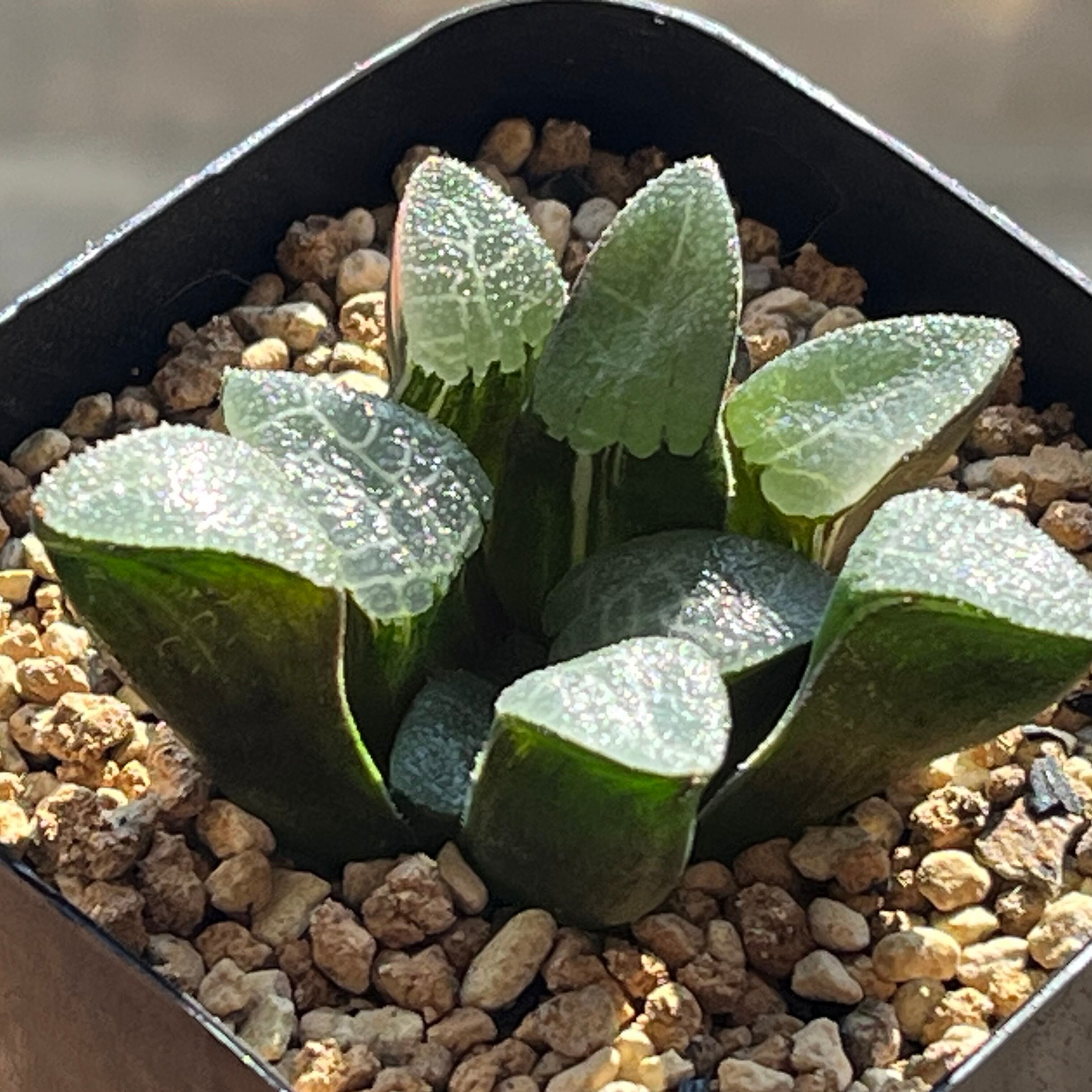 ハオルチア 雫石錦 | mocono_plants