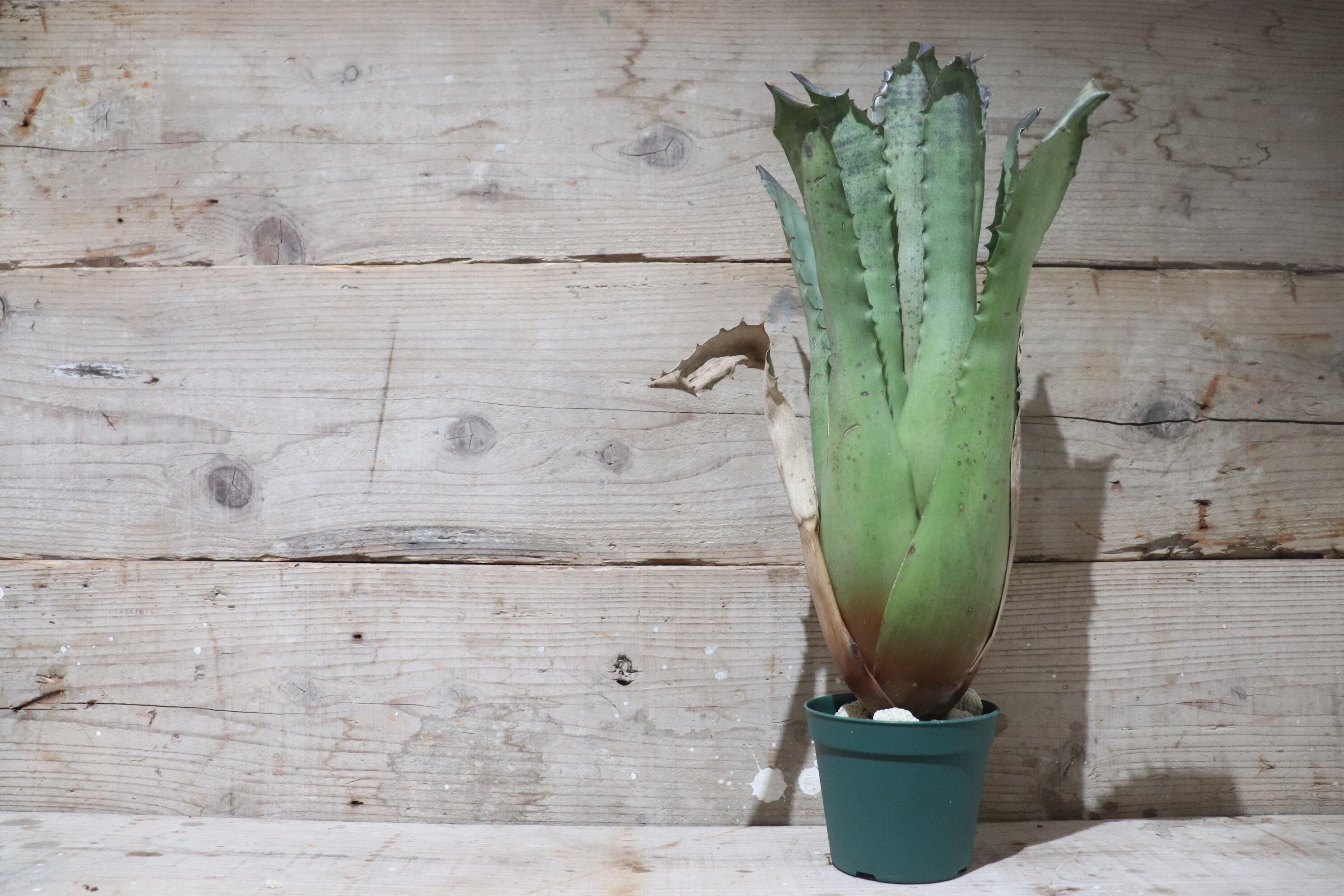 送料無料】 Hohenbergia sp.357〔ホヘンベルギア〕現品発送H0020