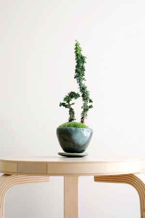 【S】石化ヒノキ 盆栽 盆栽/Ficus microcarpa