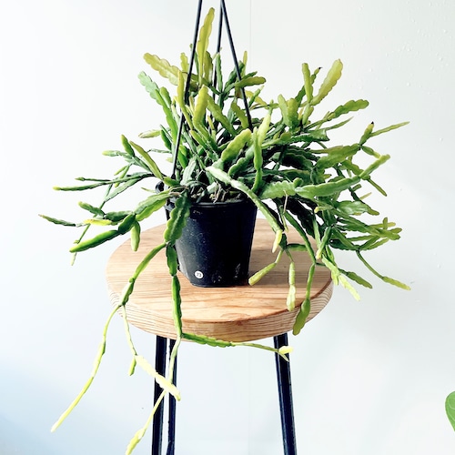 森のカーテン✳︎リプサリス ラウヒオルム calm cafe