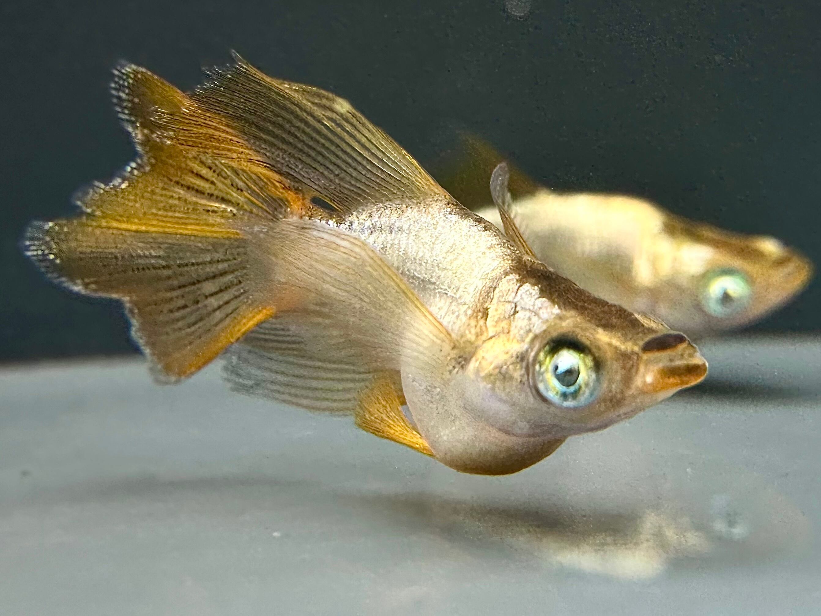 西郷メダカ様ブリード 橙 1ペア