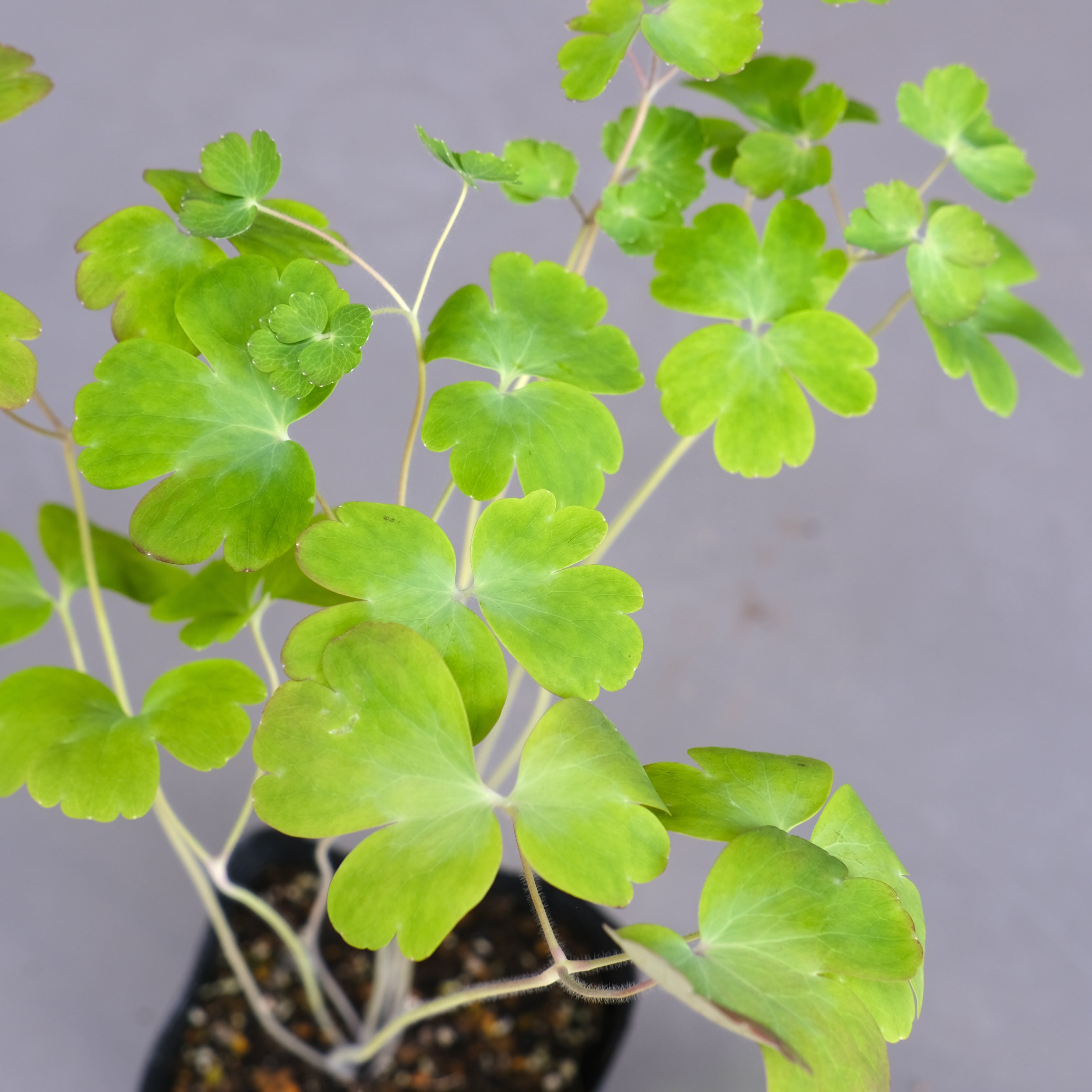 新品種！オダマキ《 ダブルプリーツ ブラックベリー 》 | グリーン