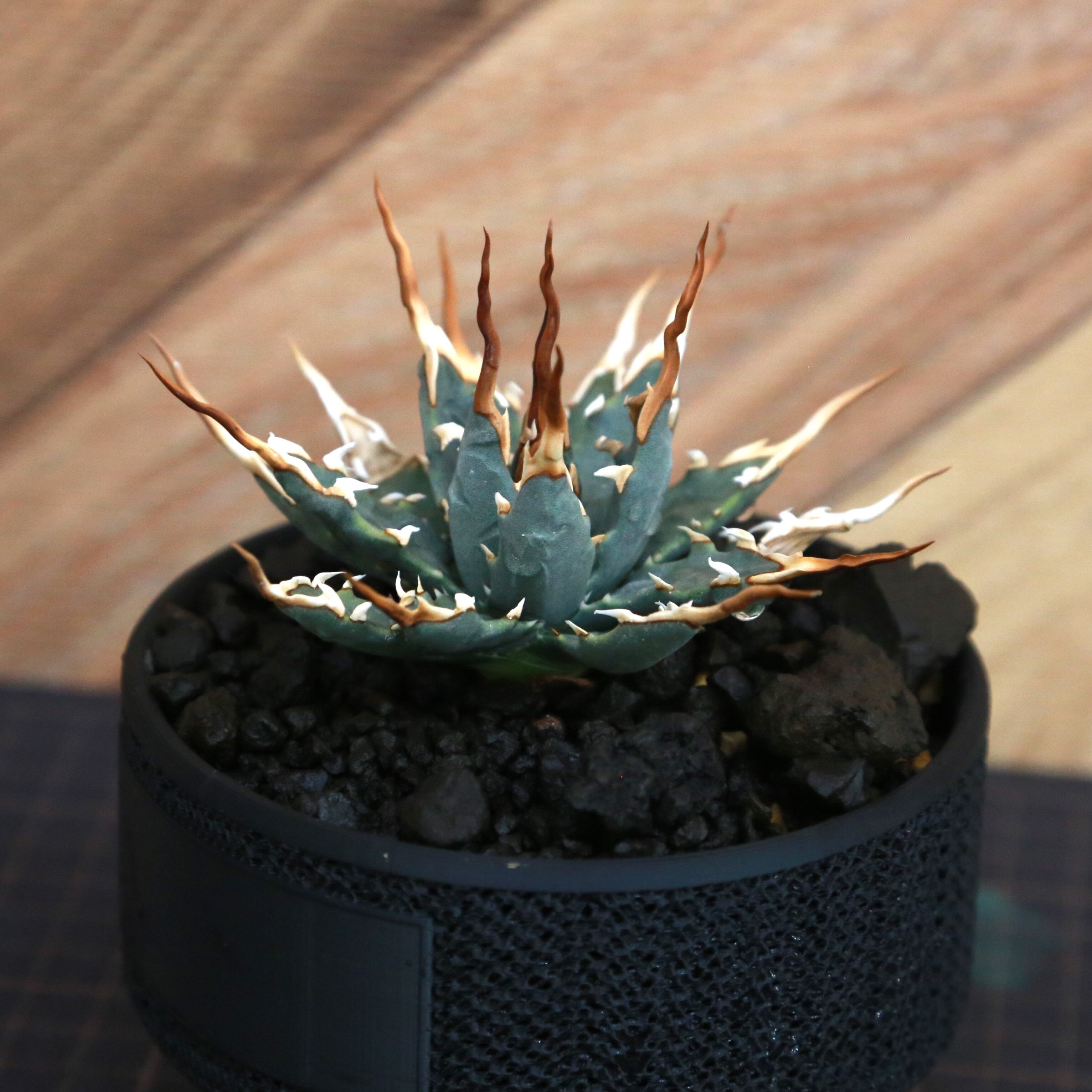 04番　アガベ　エボリスピナ　現地株 Agave utahensis eborispina アガベ エボリスピナ（実生3年・陽炎・短