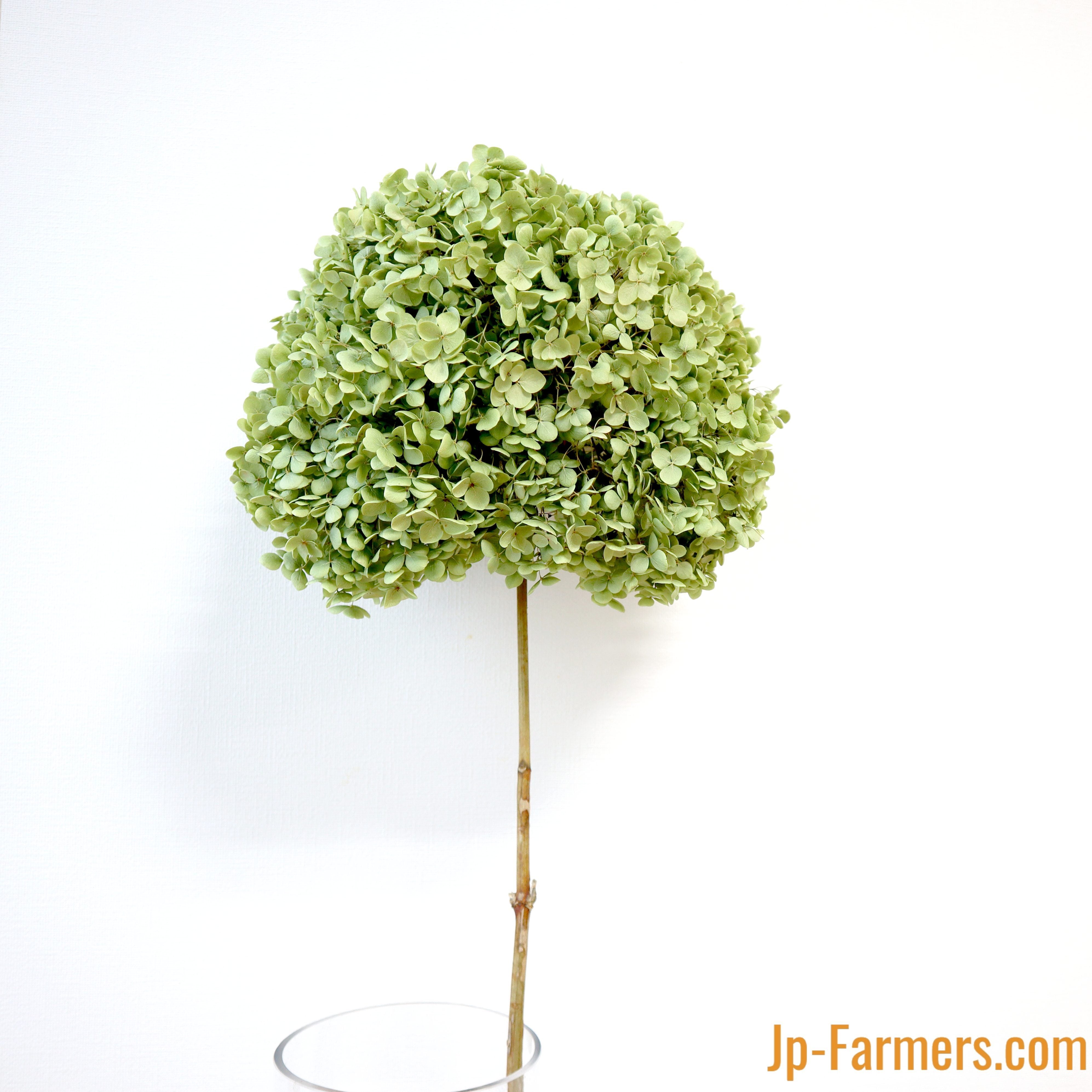 国産アナベルグリーンのドライフラワー 1本 | 新鮮お花問屋 Jp-Farmers.com