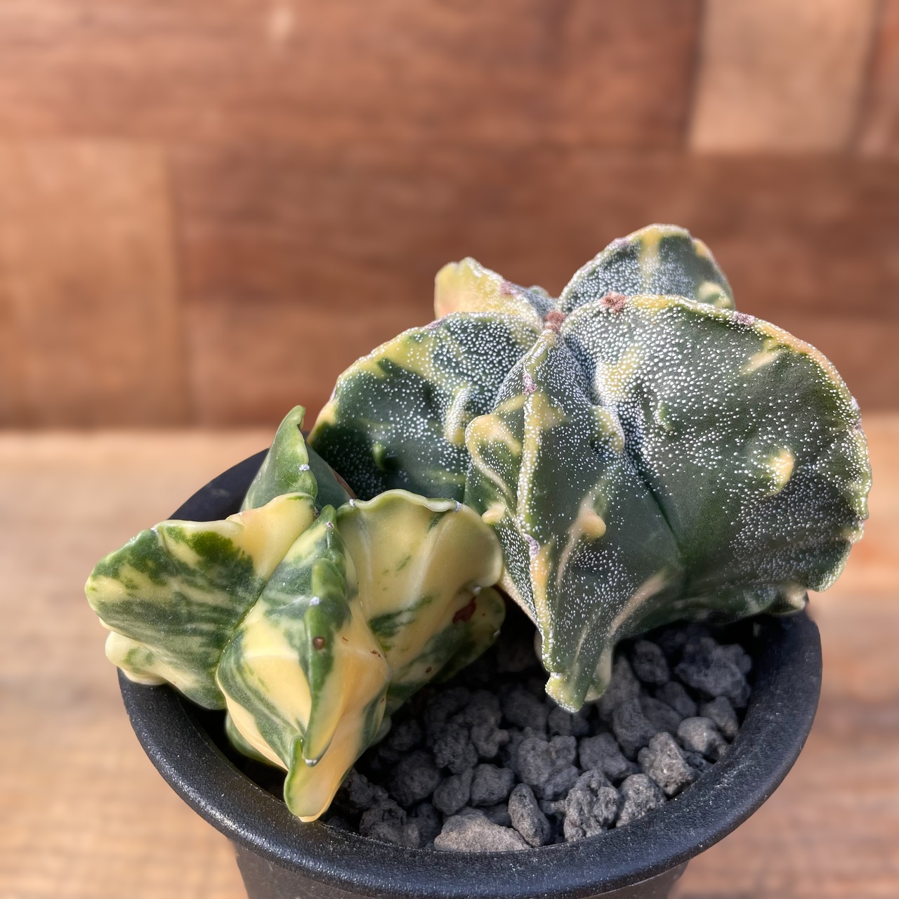Astrophytum myriostigma【アストロフィツム・鸞鳳玉錦・実生】
