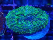 SelectionBaliShip BounceMushroom