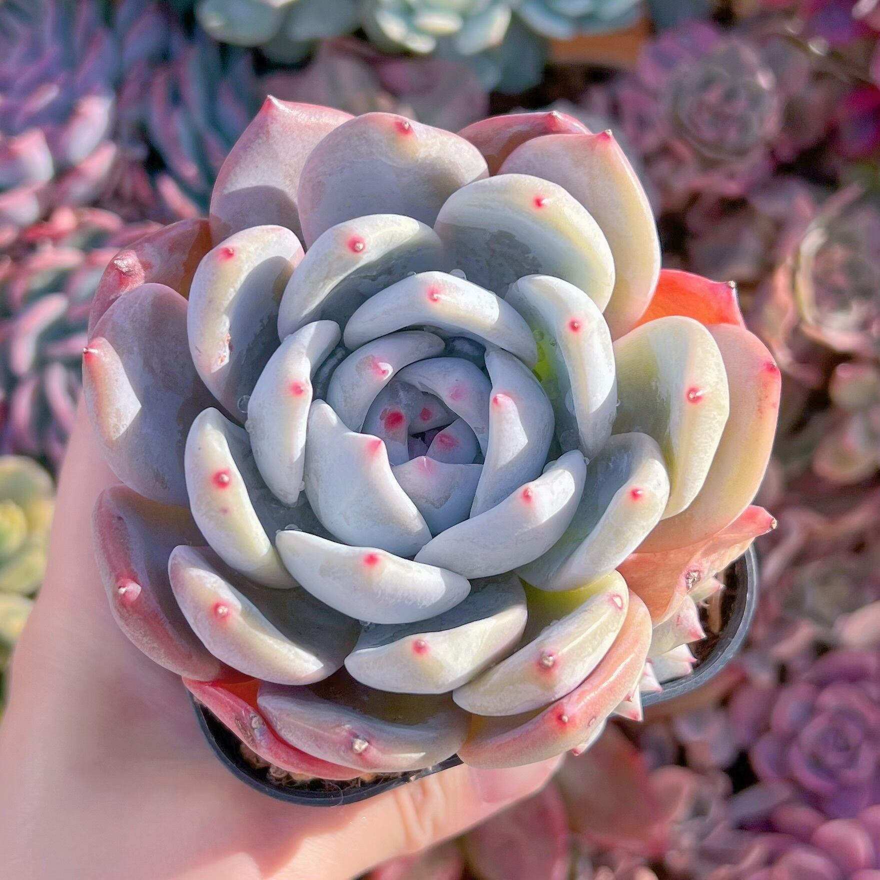 現品　エケベリア白鳳xオレンジモンロー#1112  大苗　るる農園