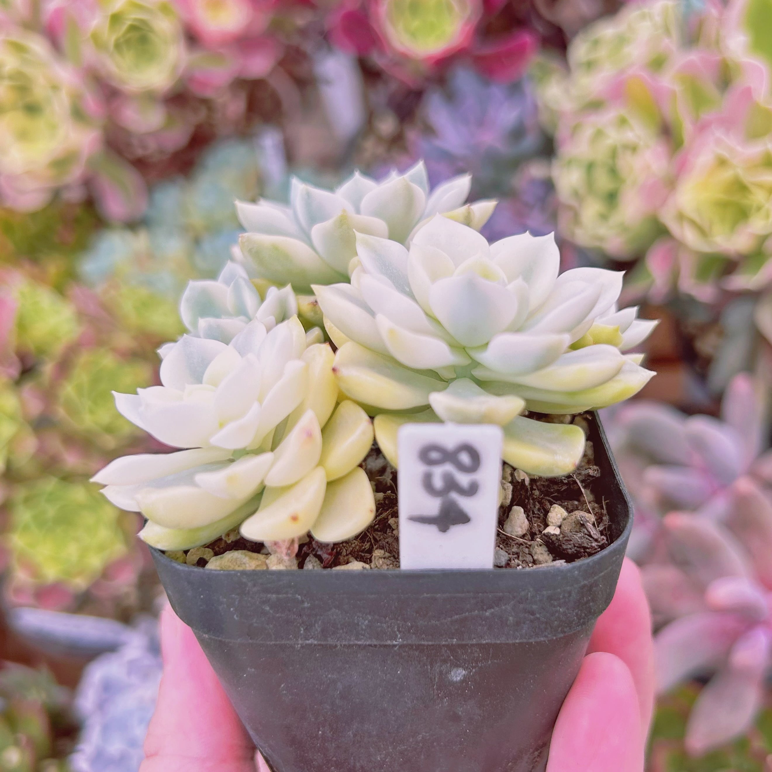 834現物 多肉植物 ベビードール錦 抜き苗 | るる農園~多肉植物専門