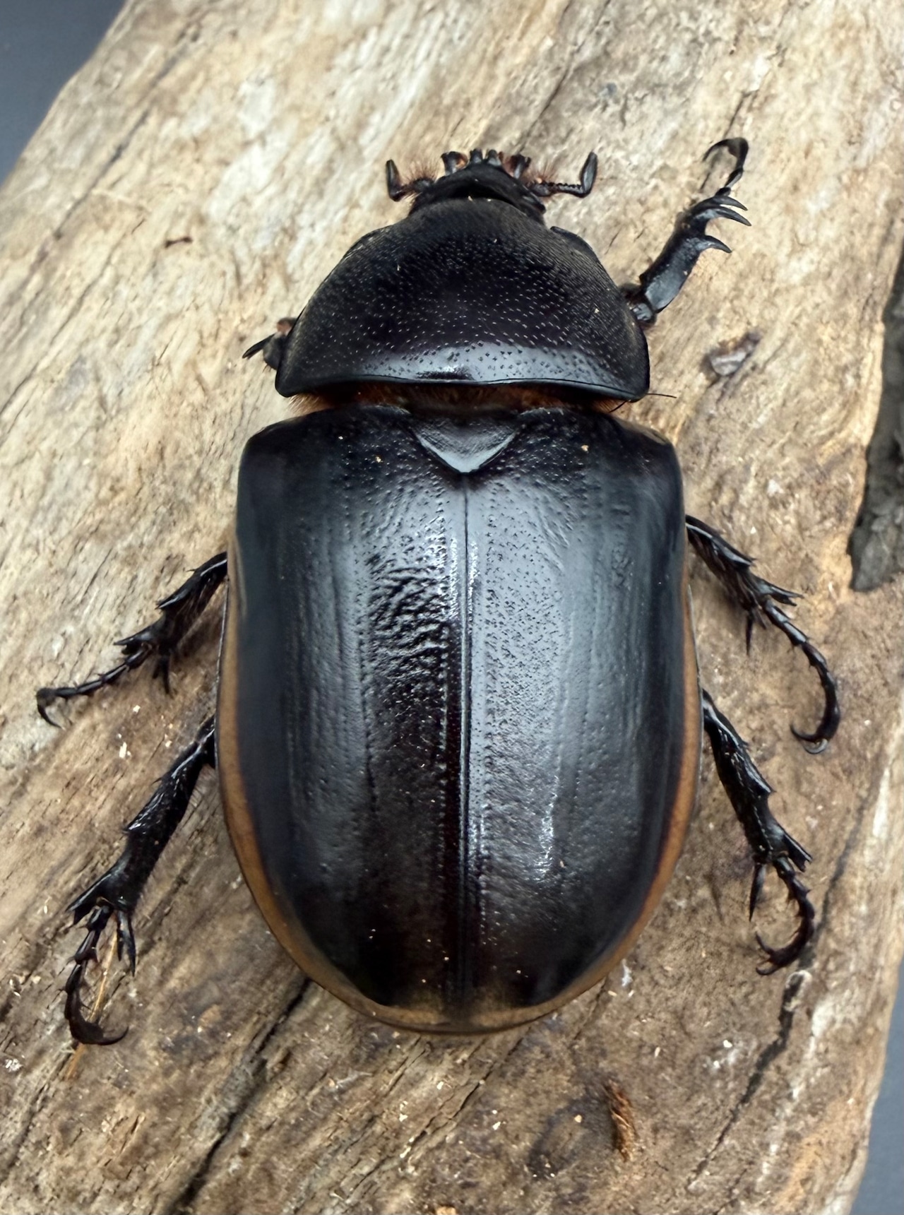 【WD】《ハードウィッケイゴホンツノカブト ミャンマー産 67mm A’品ペア》