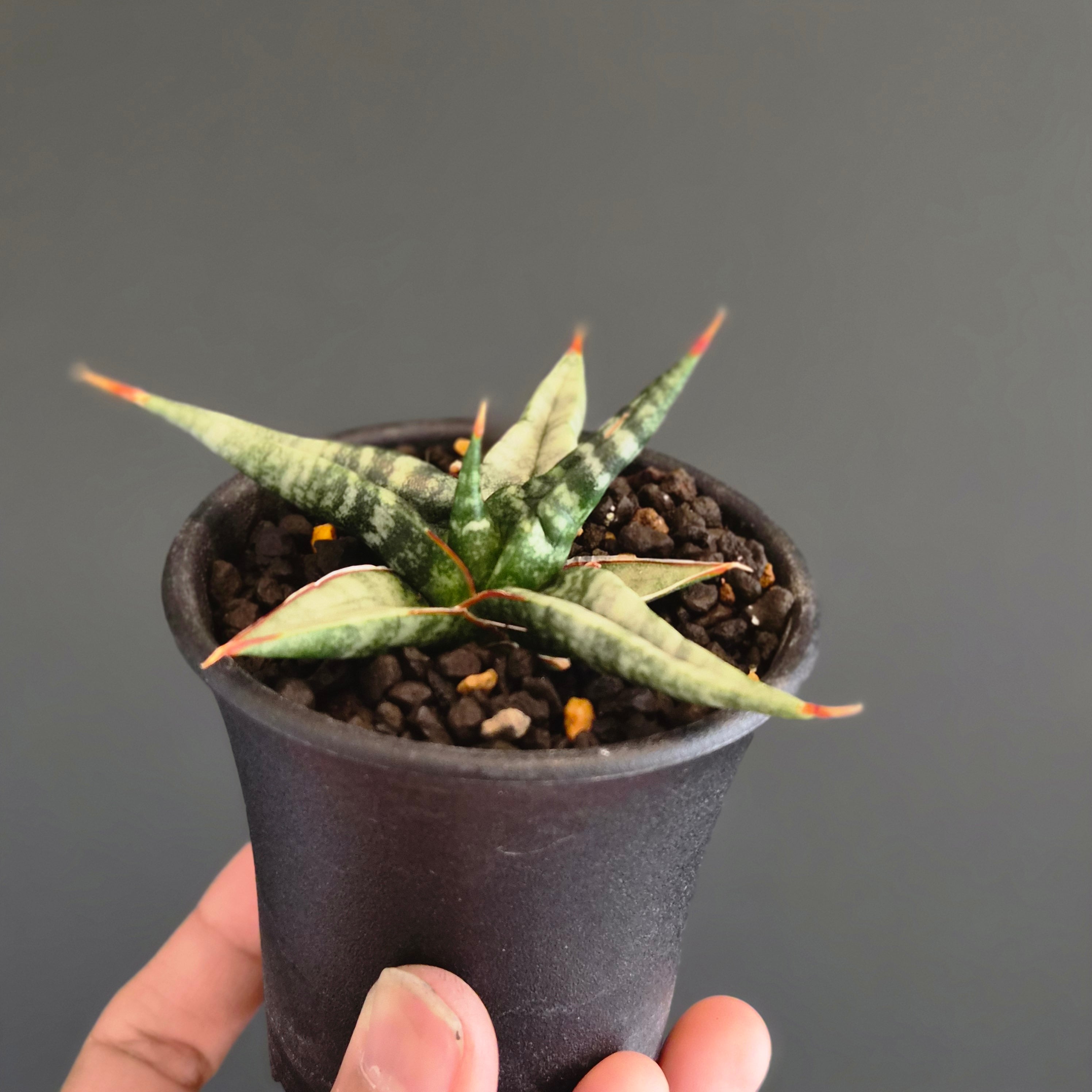 S サイズ Sansevieria blorong サンスベリア ブロロング | Plants Baka