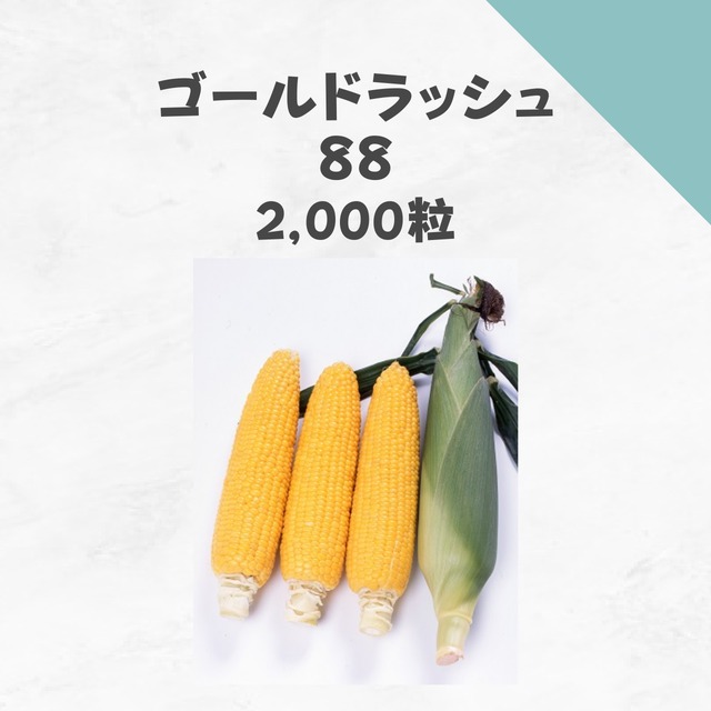 ゴールドラッシュ88　トウモロコシ種子・2,000粒