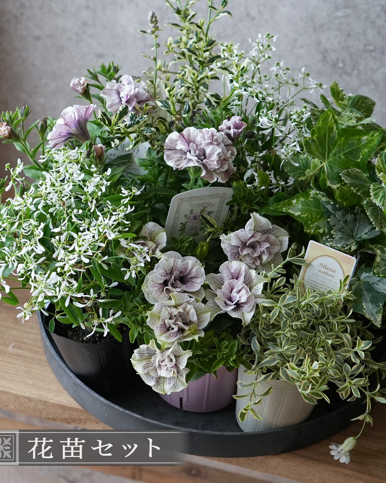 花苗セット】 アンティークラベンダー系ペチュニアの ミニ寄せ植え花苗