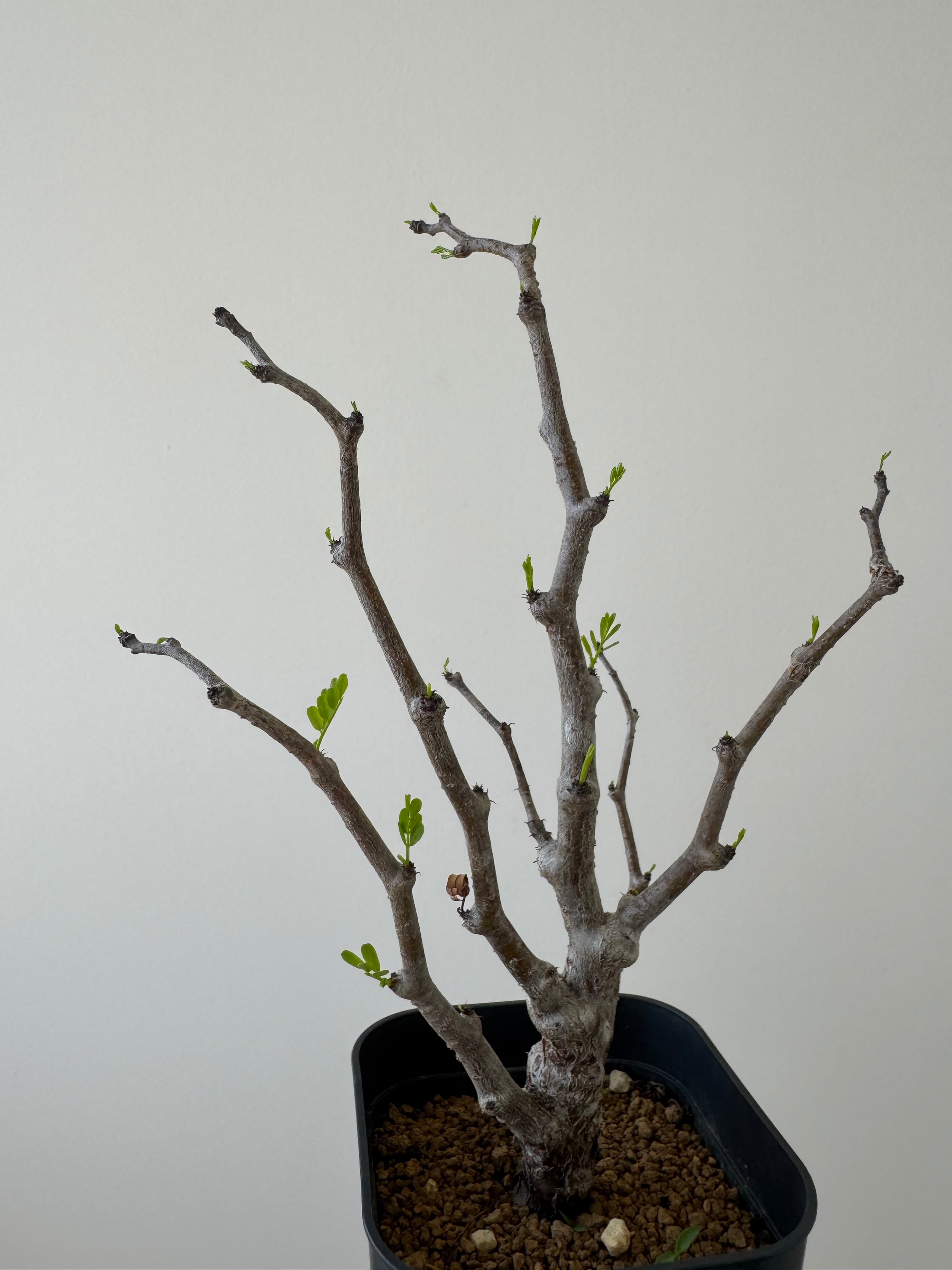 新着】Senna meridionalis【芽吹き開始】センナ メリディオナリス | 青