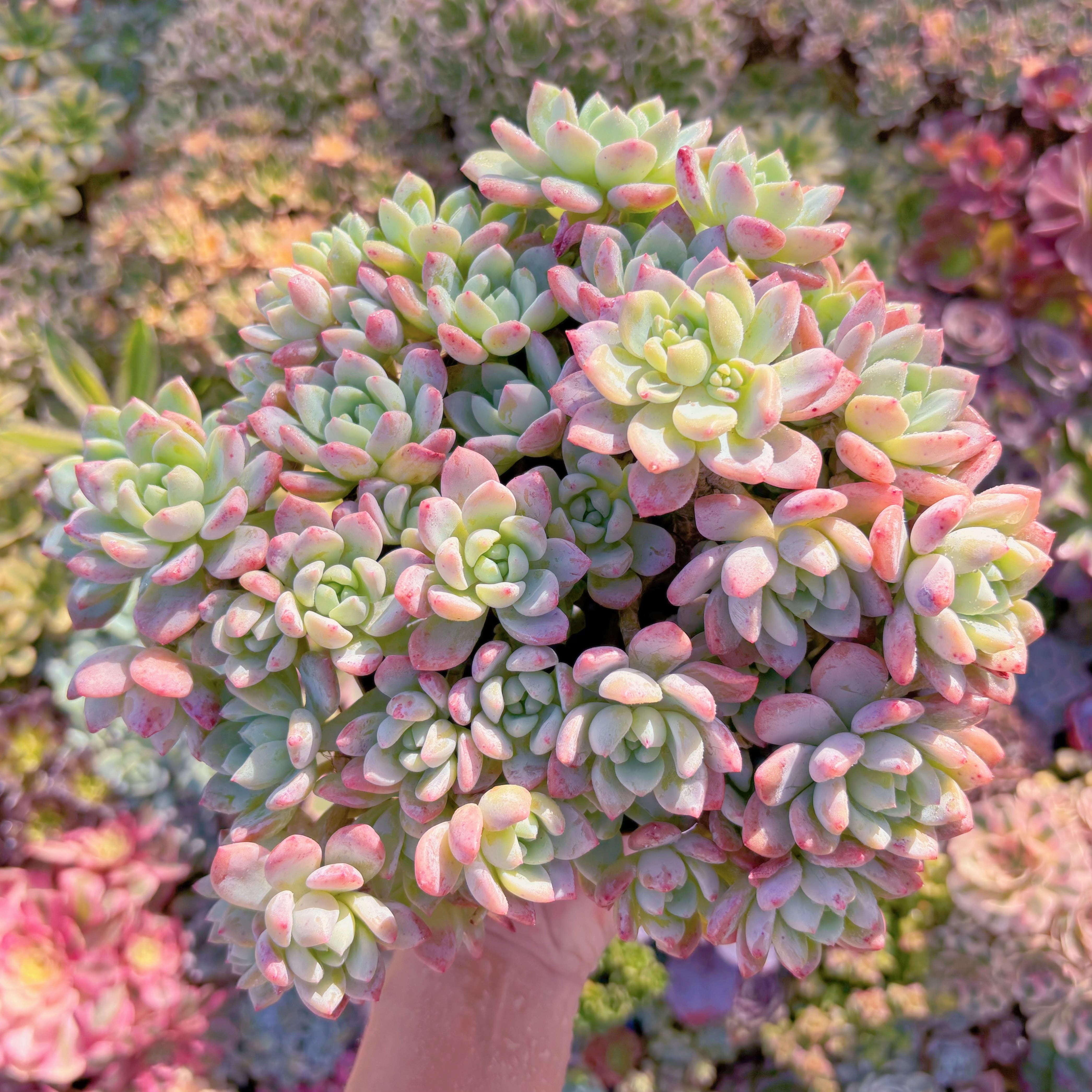 現品　プロリフェラxラウル#622　特大群生　直径約23cm  るる農園