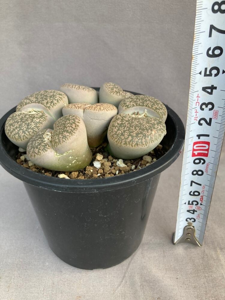 多肉植物・リトープス | 日本ライン花木センター