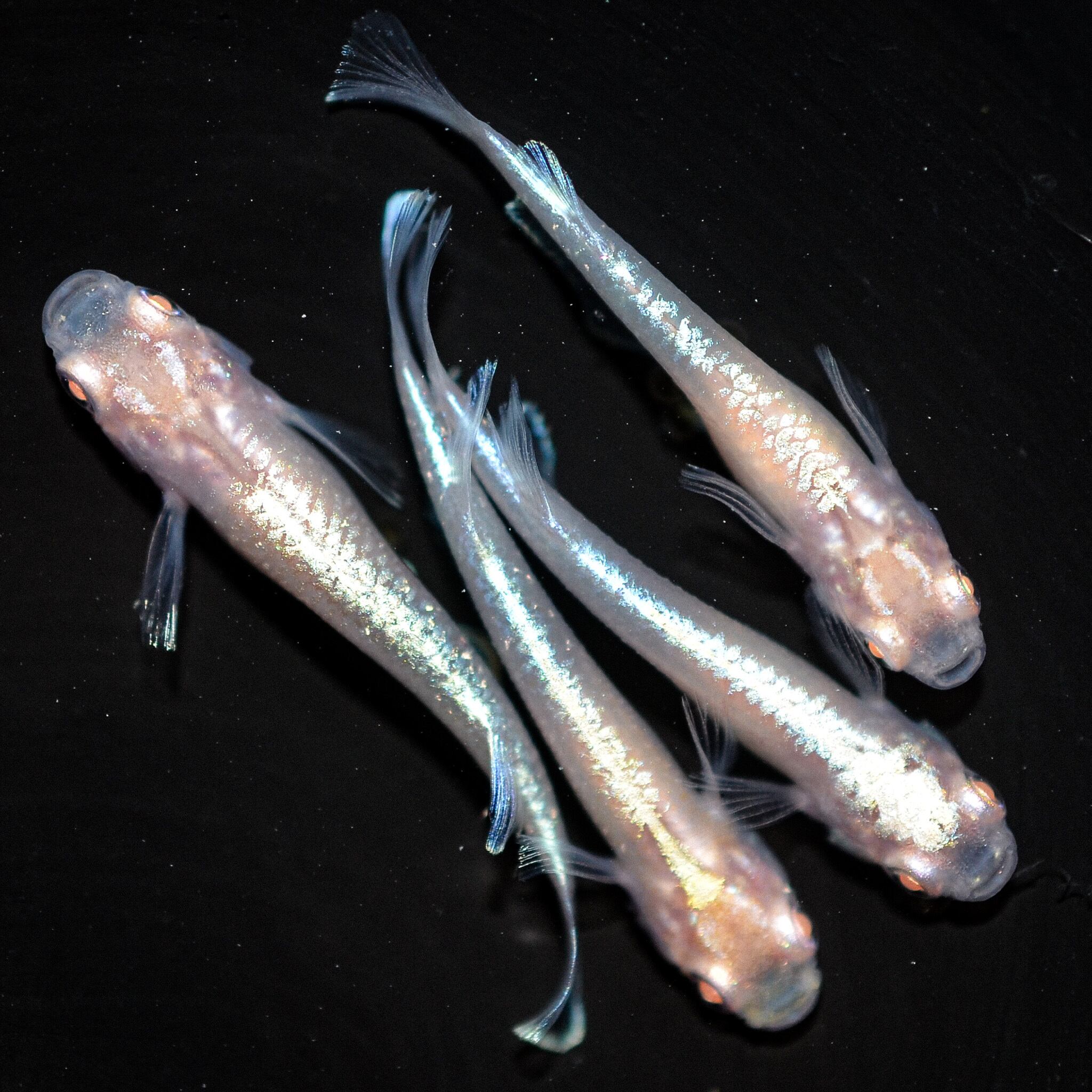 現物商品 | 伊香保フィッシュファームBASEショップ